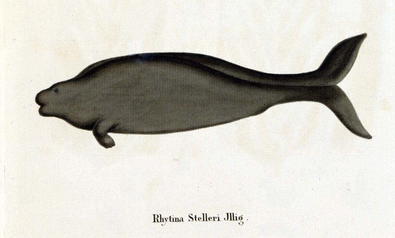 Rhytina Stelleri også kaldet havko Steller, eksemplarer forsvandt i det 18. århundrede. af Unknown artist