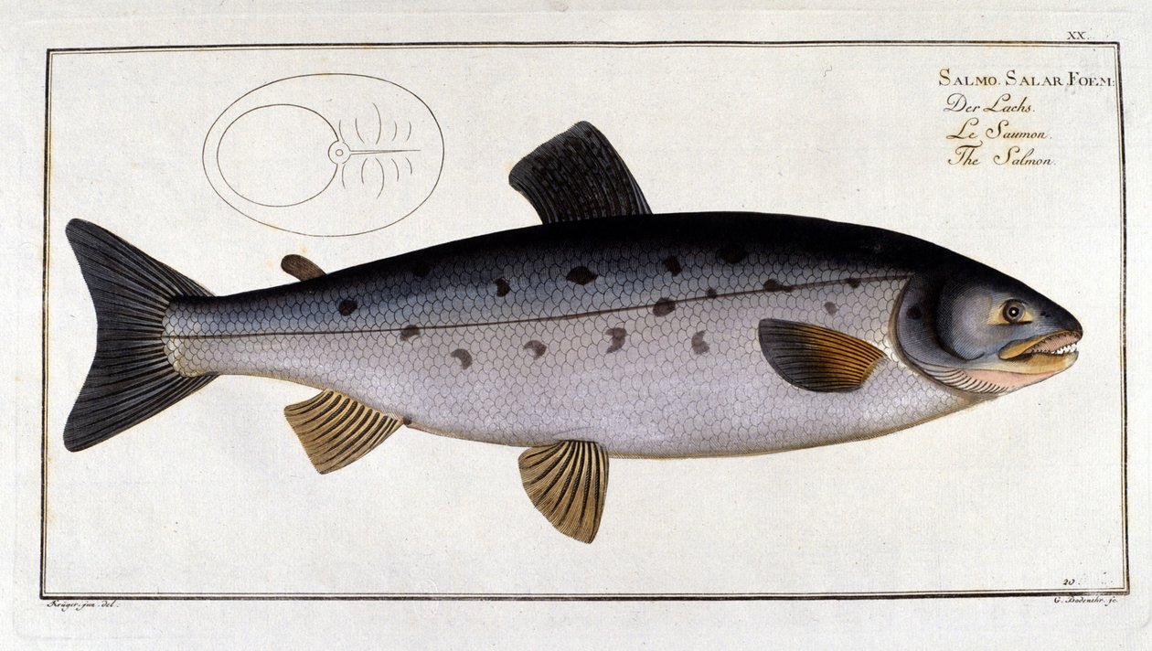 Salmon (Salmo salar) af Marc Elieser Bloch Ichtyologie Paris - Berlin - London 1787. af Unknown artist