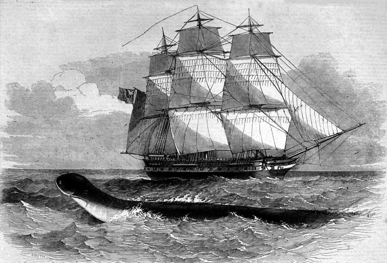 Søuhyre: udseende af en søslange på Daedalus fregatvejen i 1848. Indgravering af det 19. århundrede. af Unknown artist