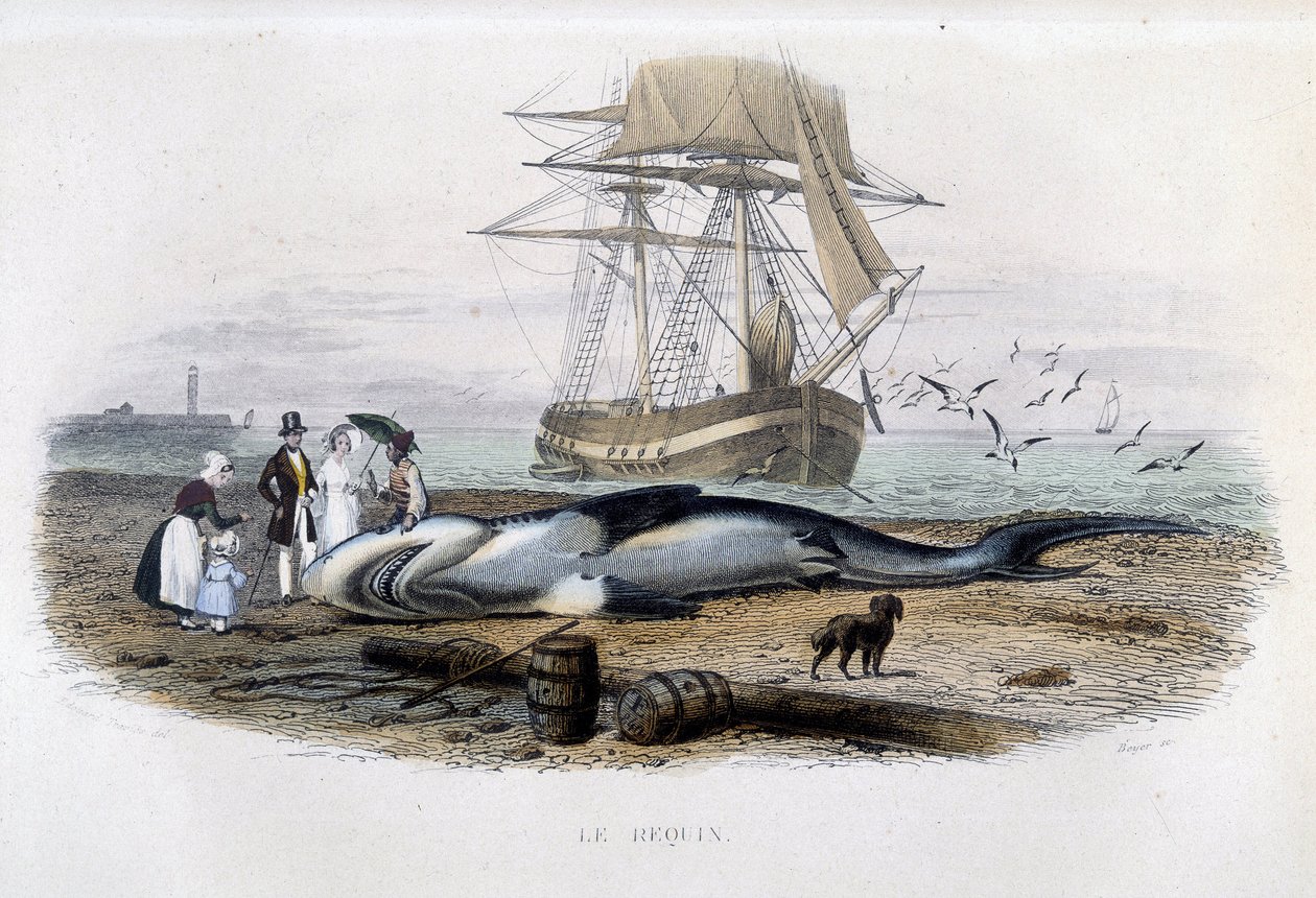 Hajfiskeri - i "Lacepèdes naturhistorie"" af Unknown artist