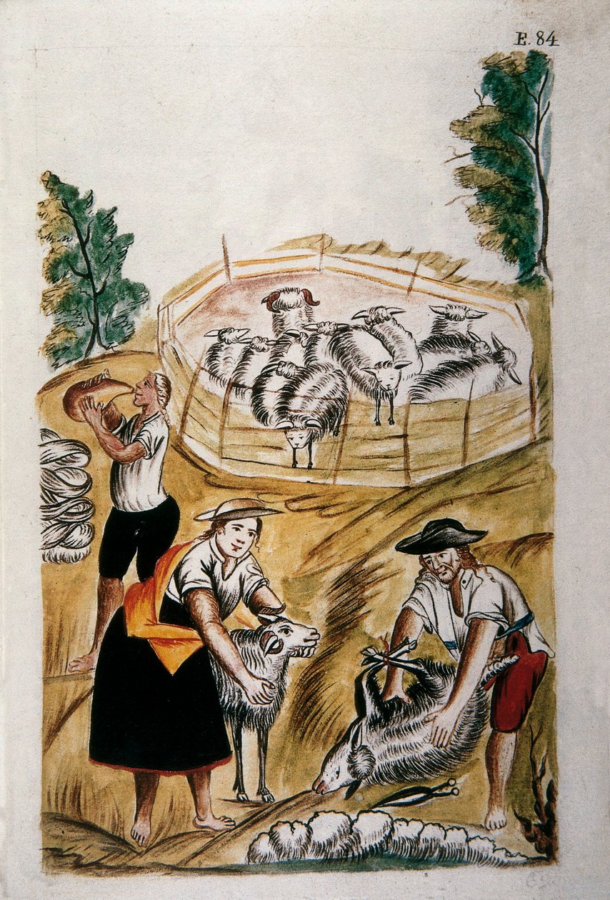 Fåreklipning, fra bogen "Trujillo of Peru" eller "Codex Martinez Companion", af Baltazar Martinez Companion og Bujanda, biskop af Trujillo (1782-1785) af Unknown artist