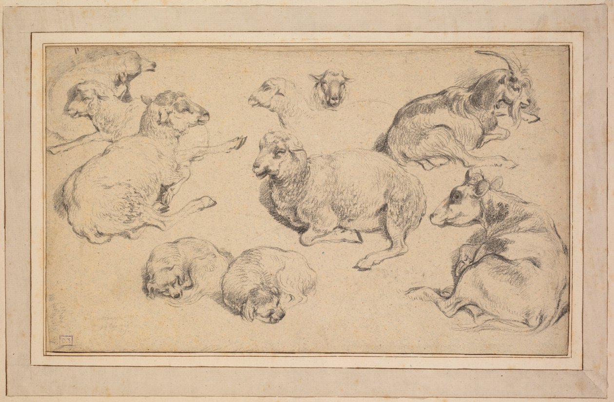 Ark med studier med får, geder og hunde af Unknown artist