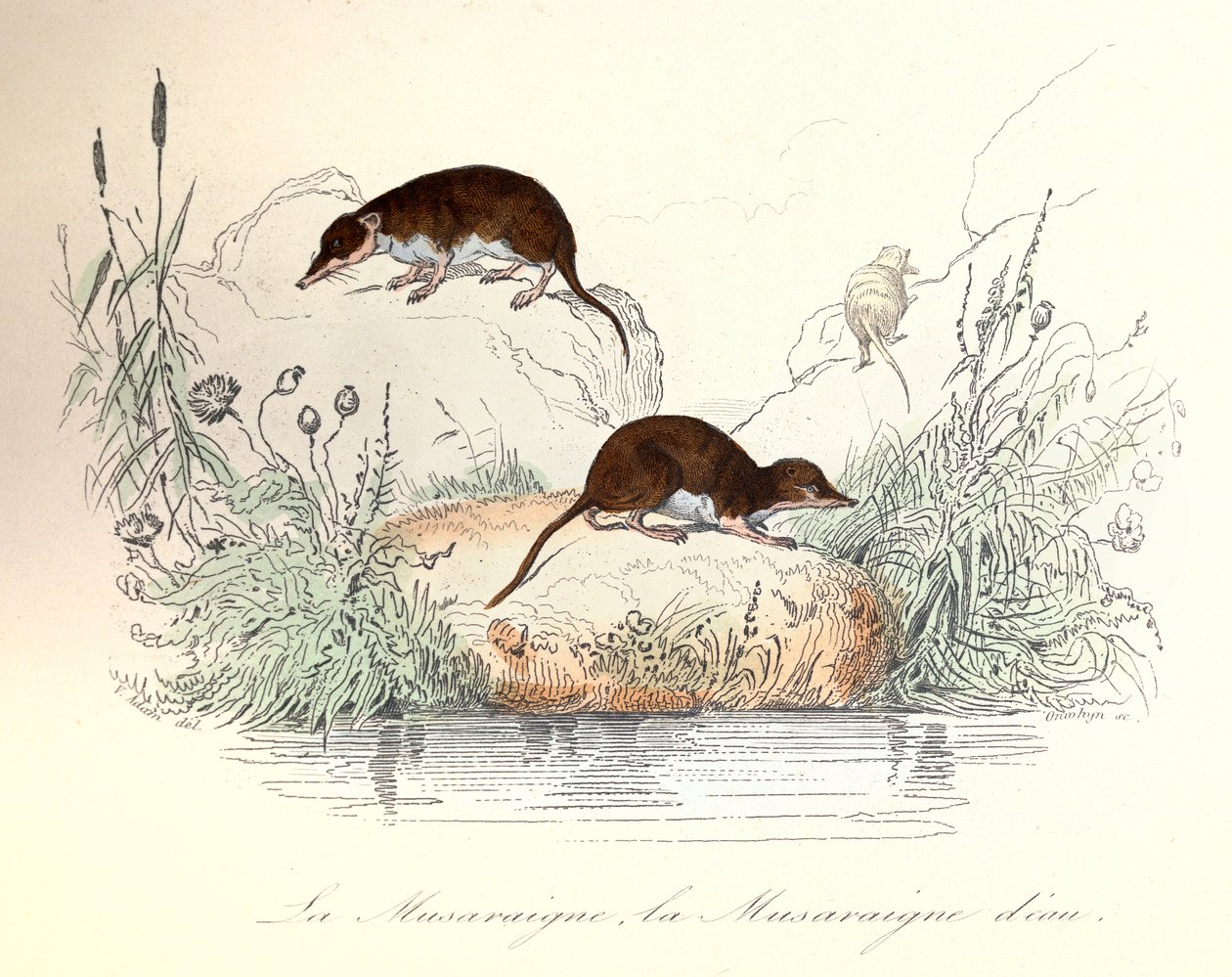 Spidsmus og vandspidsmus klassificeret efter Linneene-nomenklaturen og Cuvier (kobberstik) af Unknown artist