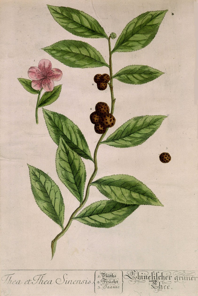 Sinensis teplante - botanisk bord af Unknown artist