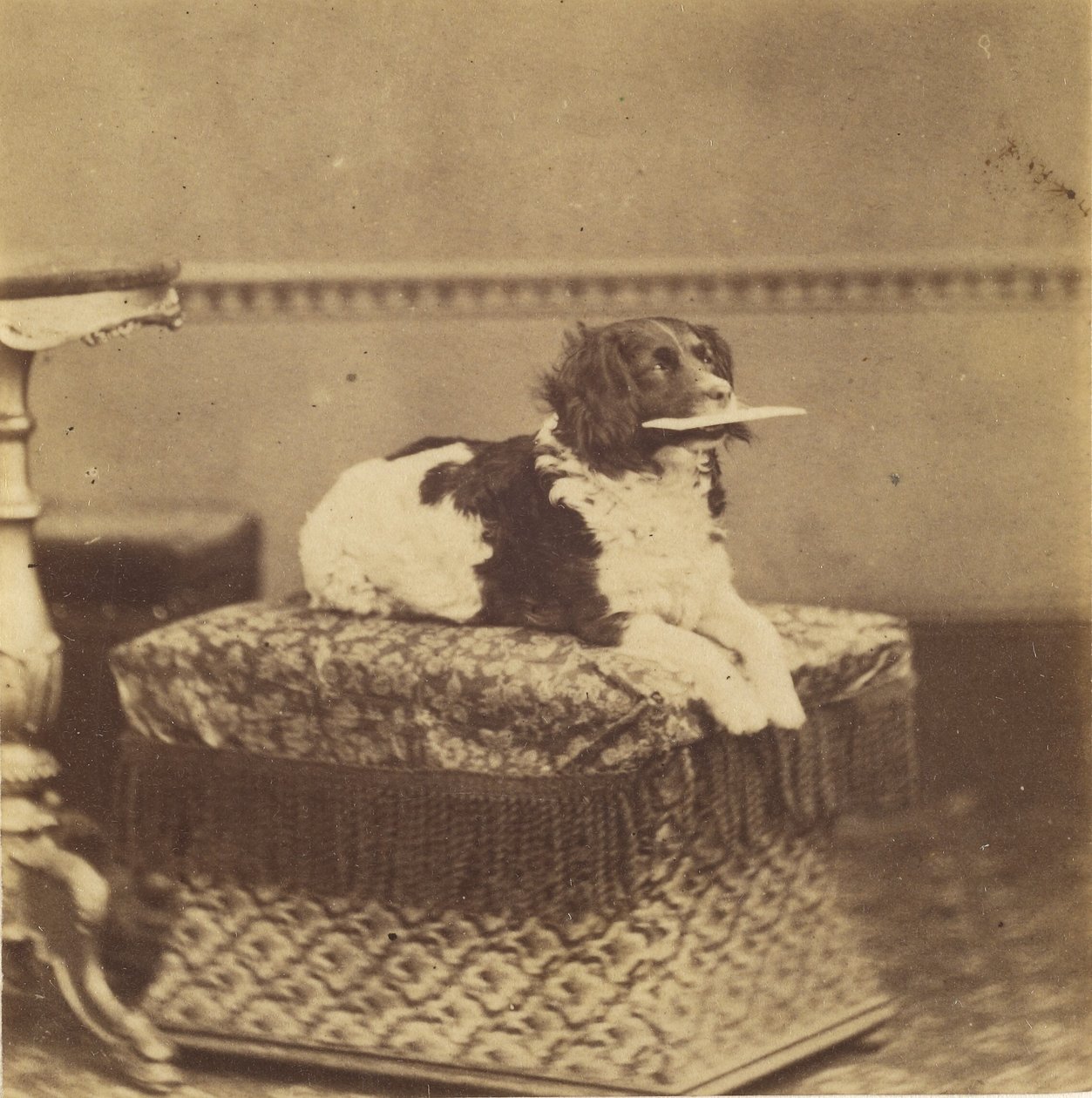 [Siddende hund med et bundt i munden]. af Unknown artist