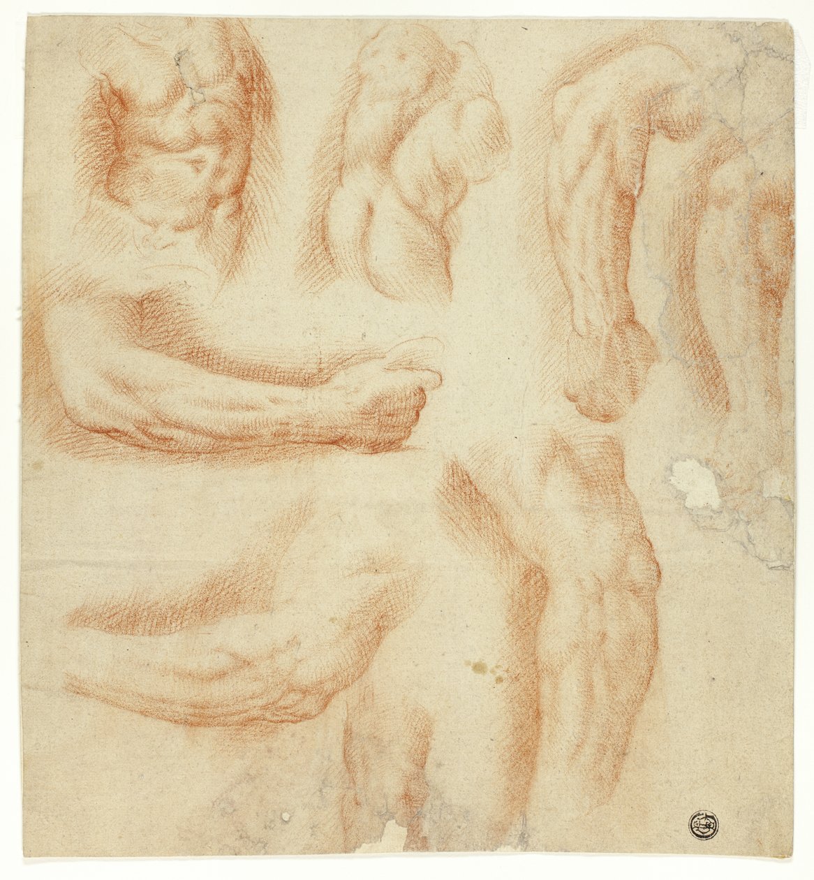 Skitser af arme, mandlig torso og ryg af Unknown artist