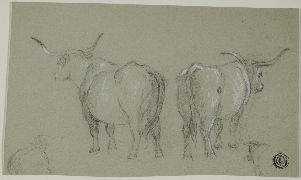 Skitser af hvidt kvæg fra Maremma af Unknown artist
