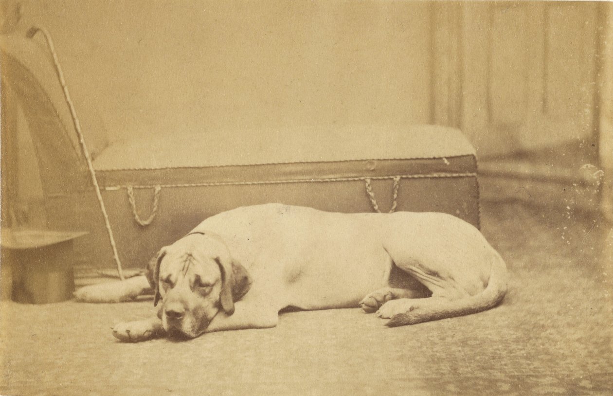 [Sleeping Dog] af Unknown artist