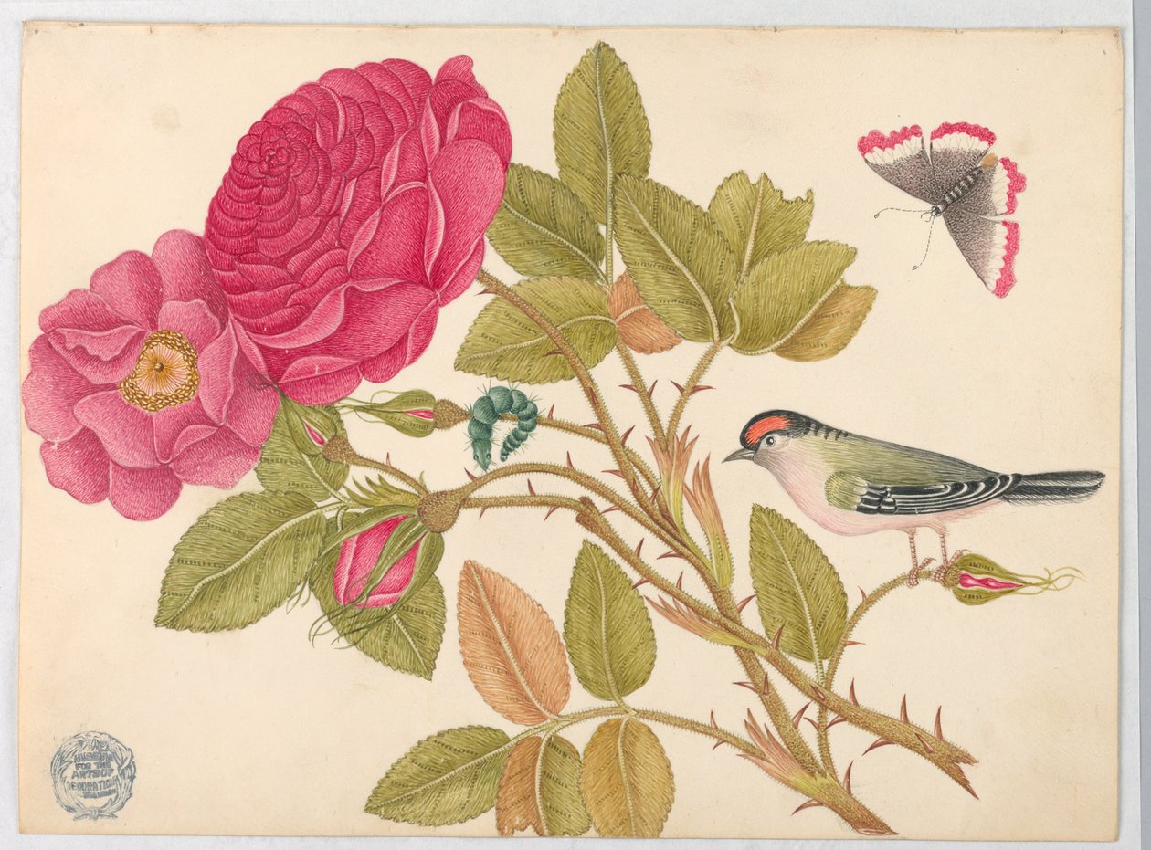 Lille rødhovedet fugl på rosengren af Unknown artist