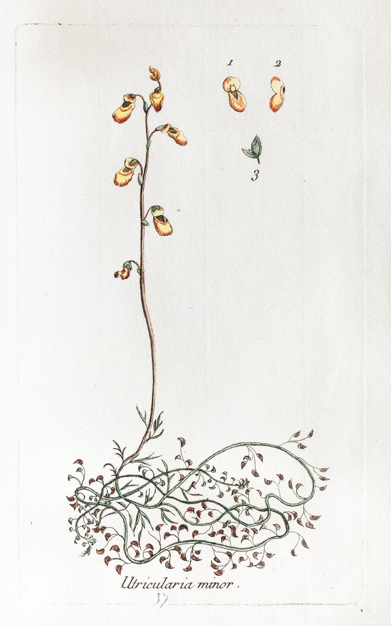  af Unknown artist