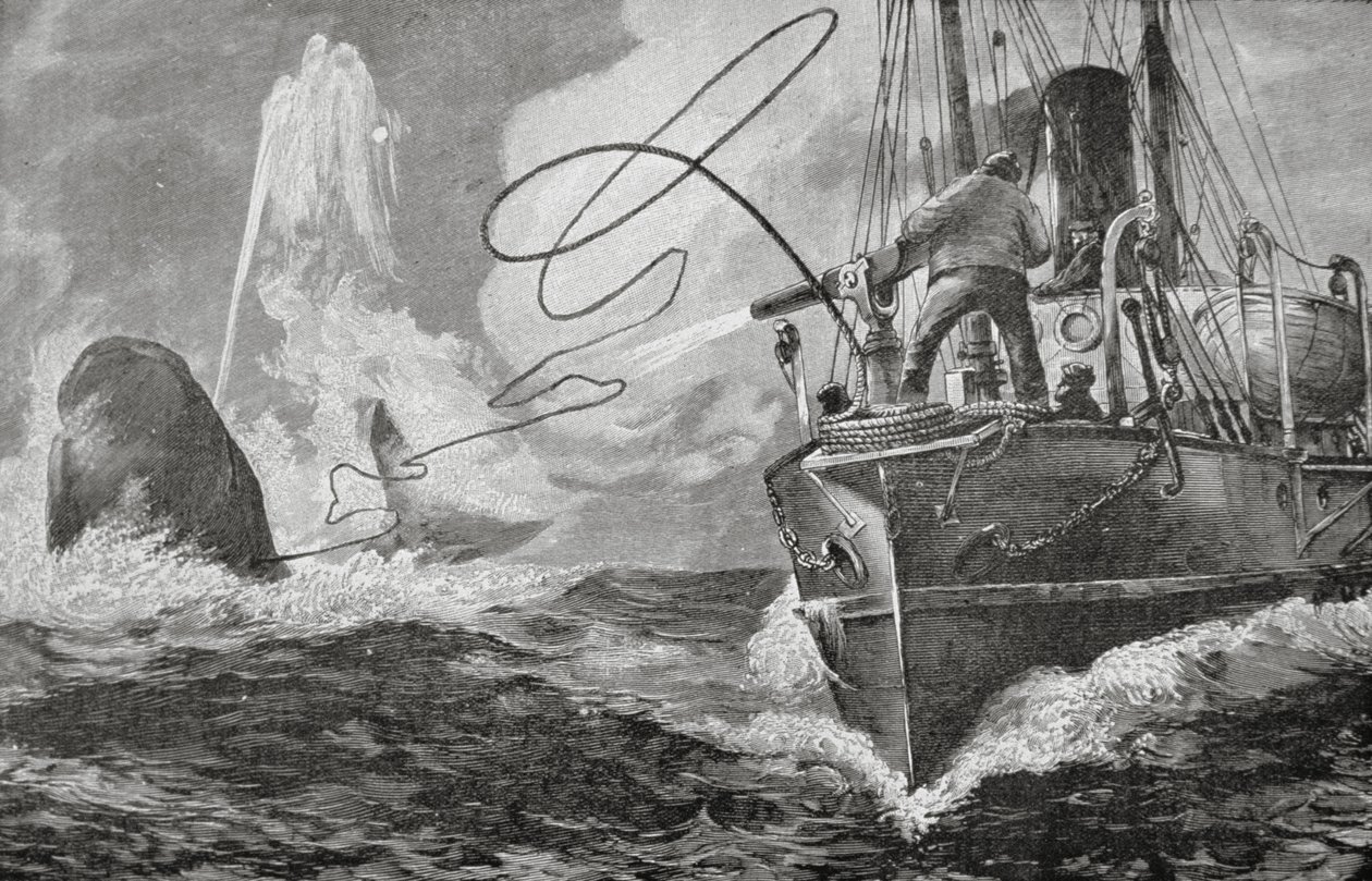 Dampskibe som hvalfangere af Unknown artist