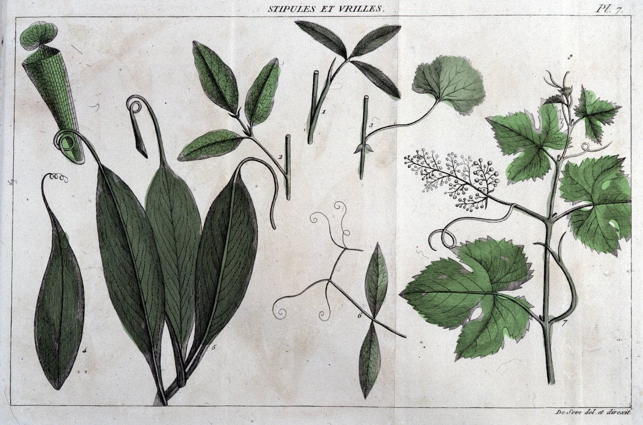 Stipuler og ranker: i "" Flora Françoise, eller en kort beskrivelse af alle de planter, der vokser naturligt i Frankrig, arrangeret efter en ny analysemetode, hvortil citatet af deres mindst tvetydige dyder inden for medicin og deres anvendelighed i af Unknown artist