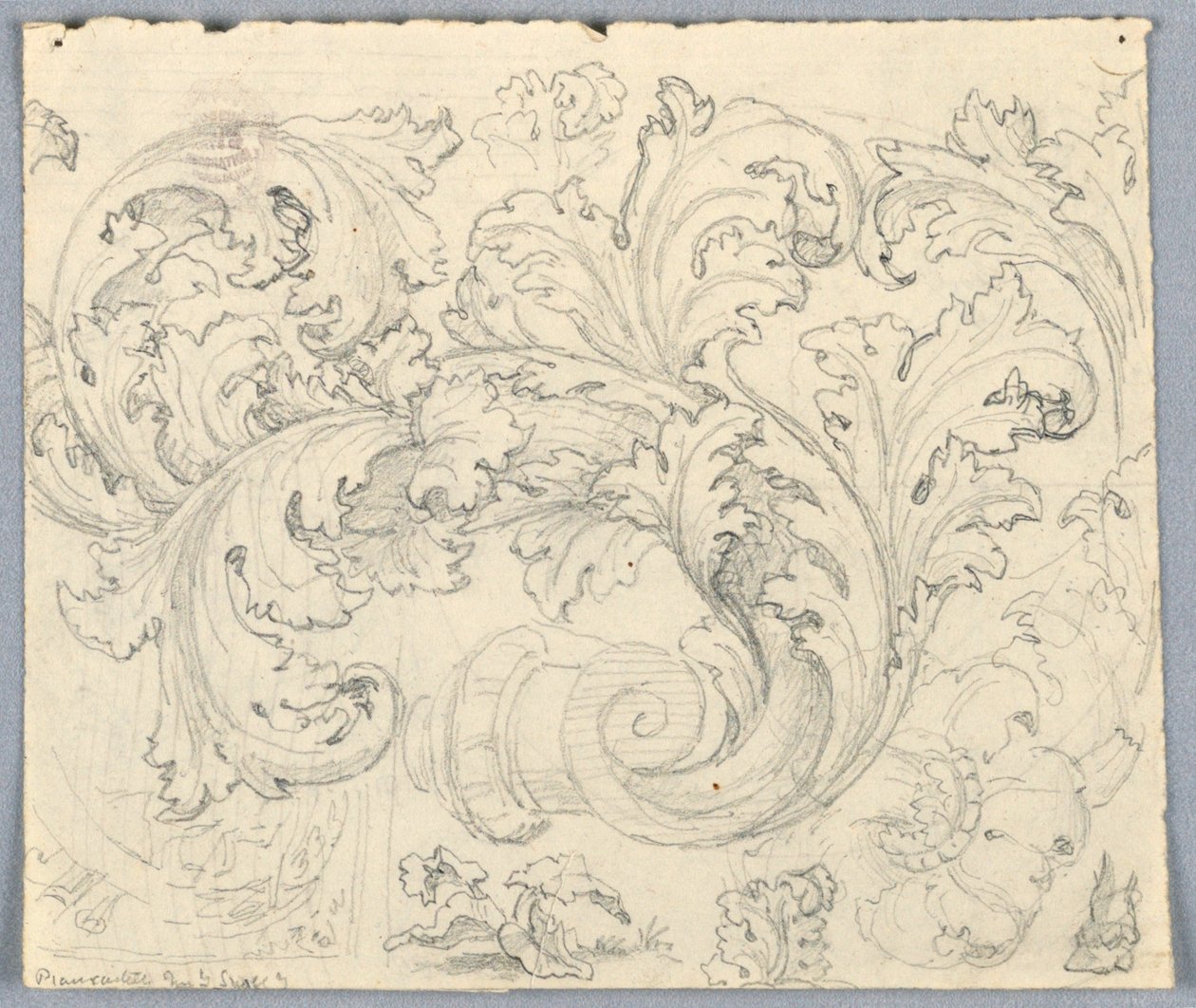 Studie til Curling Acanthus Ornament af Unknown artist
