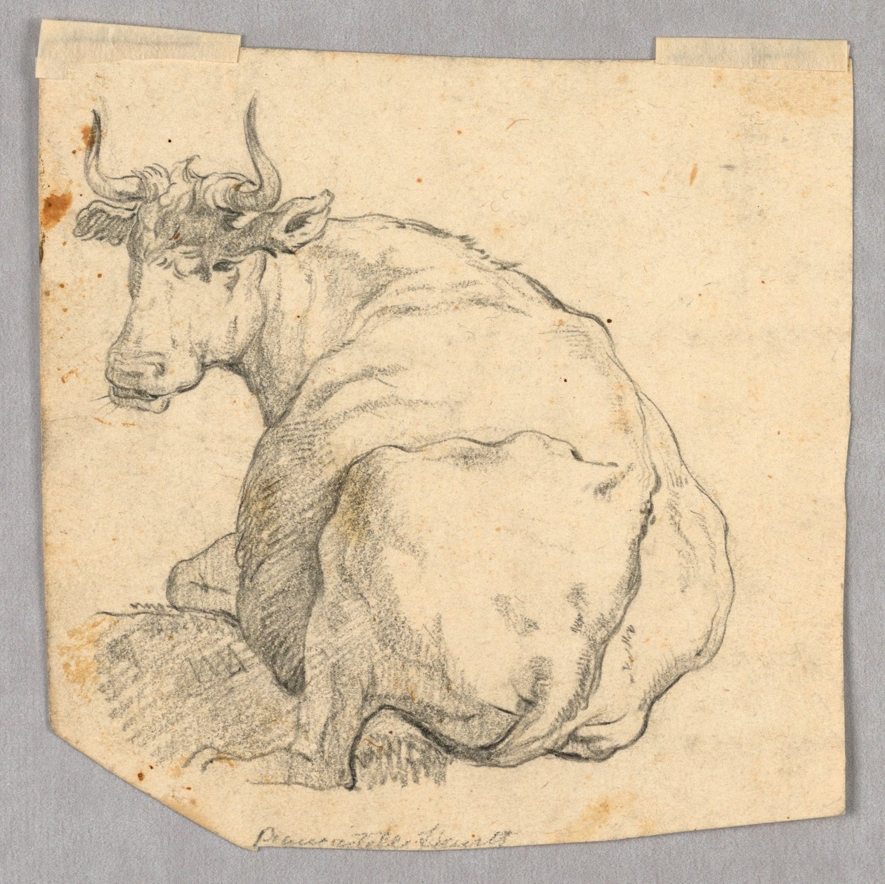 Studie af en ko af Unknown artist