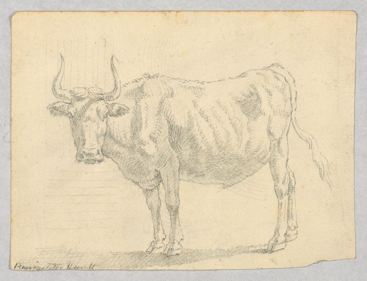 Studie af en ko af Unknown artist