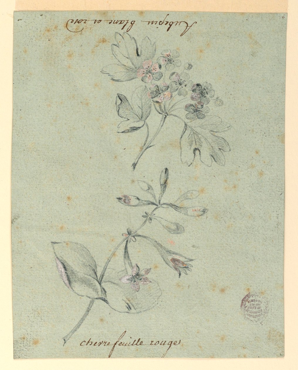 Undersøgelse af en Hawthorne og Honeysuckle Bough af Unknown artist