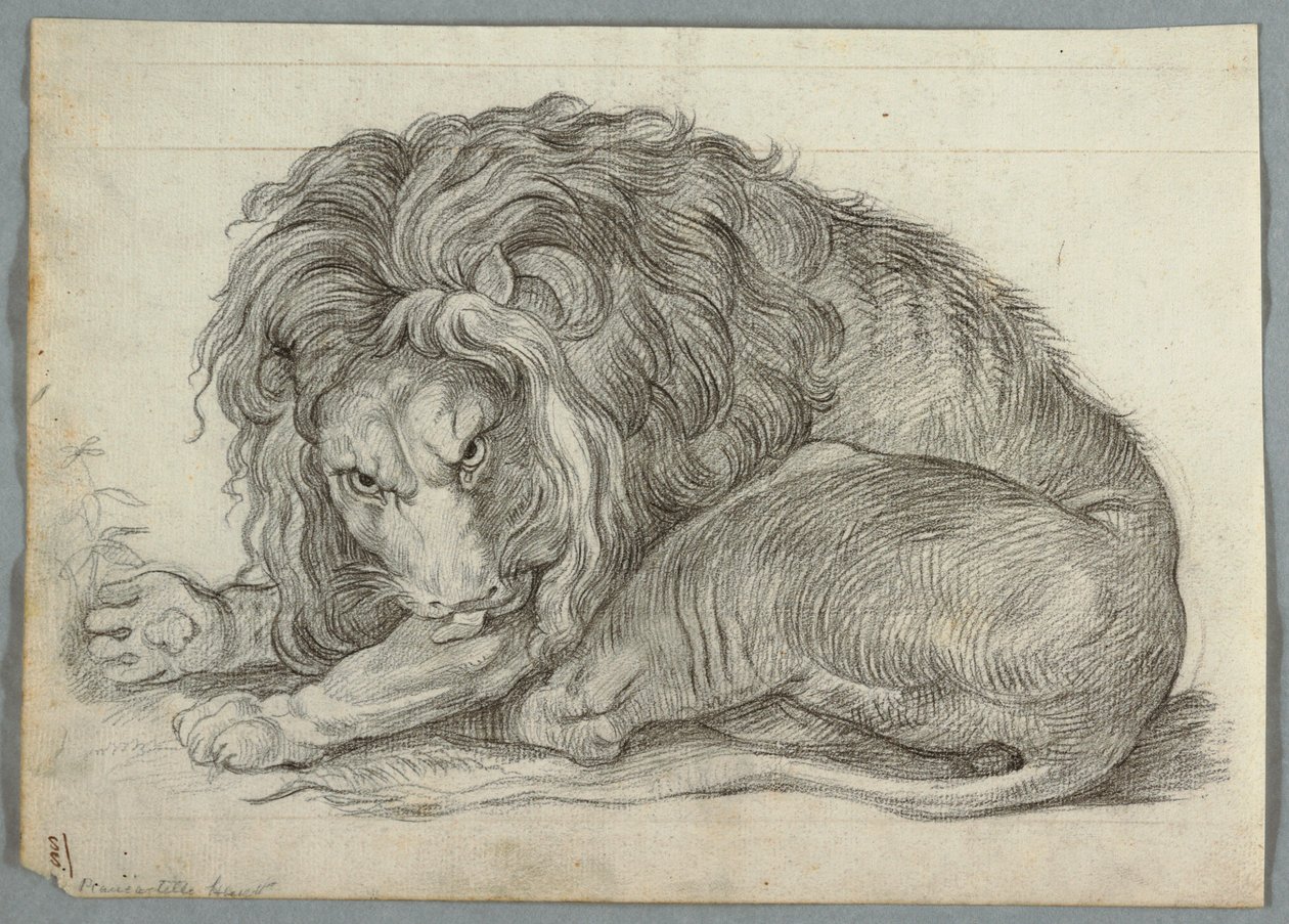 Studie af en løve af Unknown artist