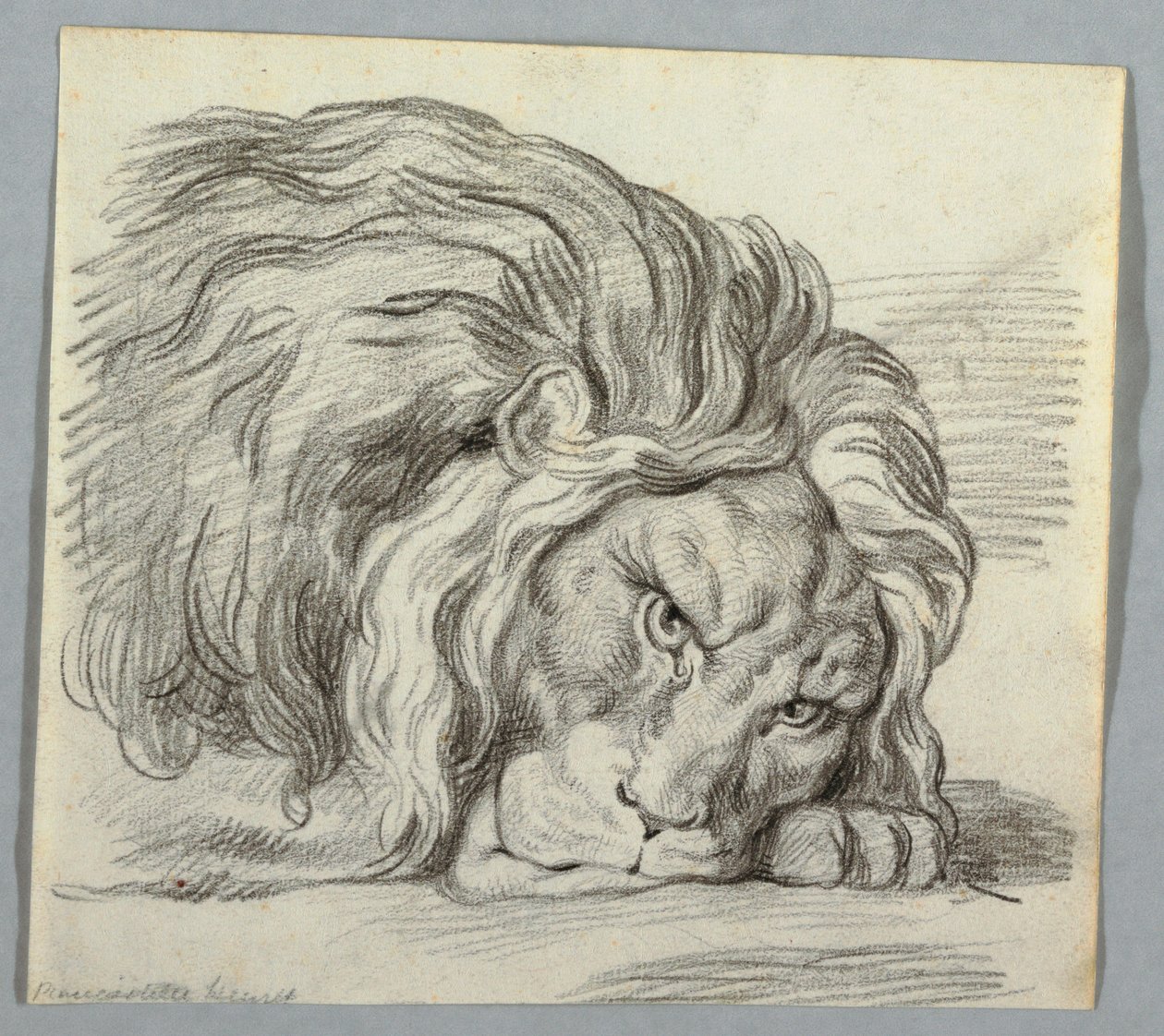 Studie af en løve af Unknown artist