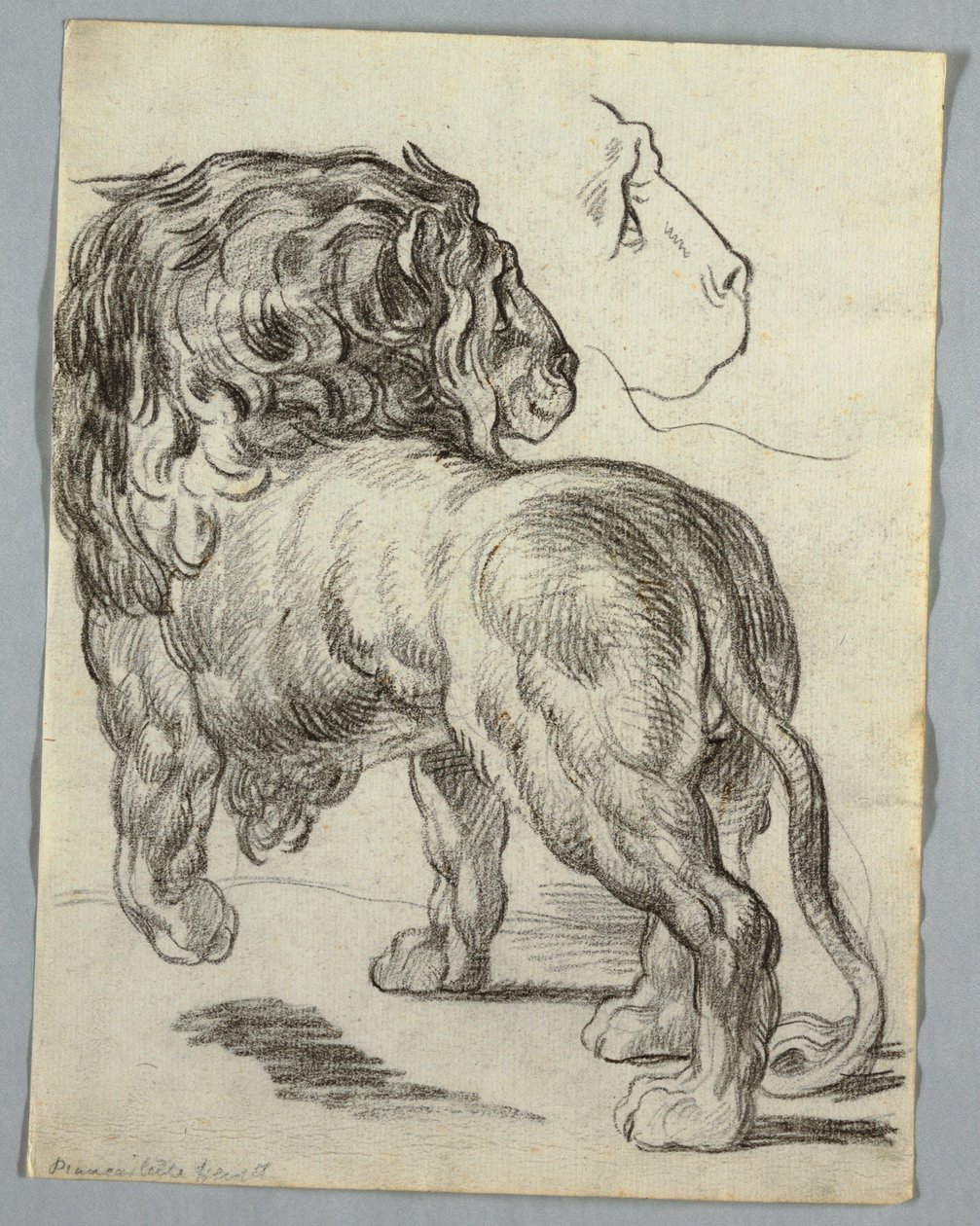 Studie af en løve af Unknown artist