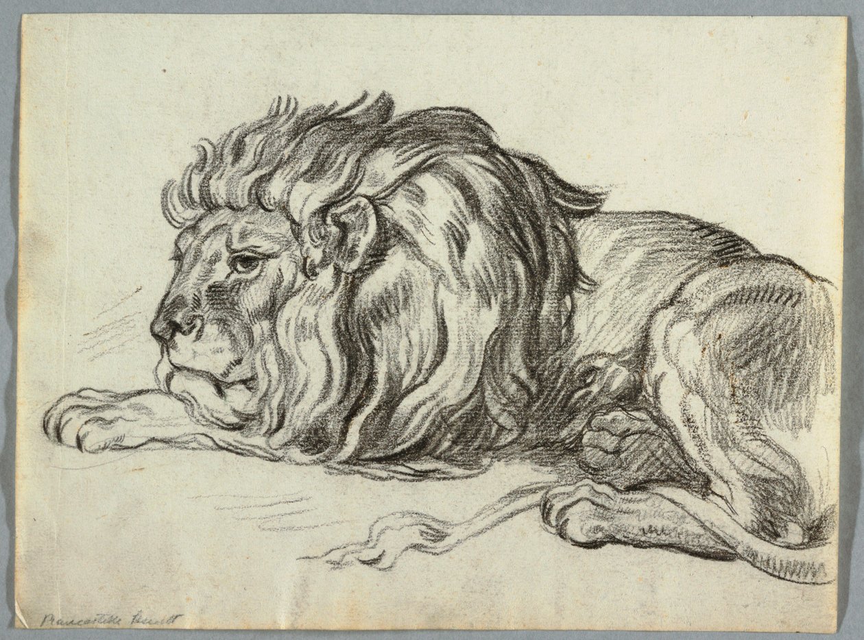 Studie af en løve af Unknown artist