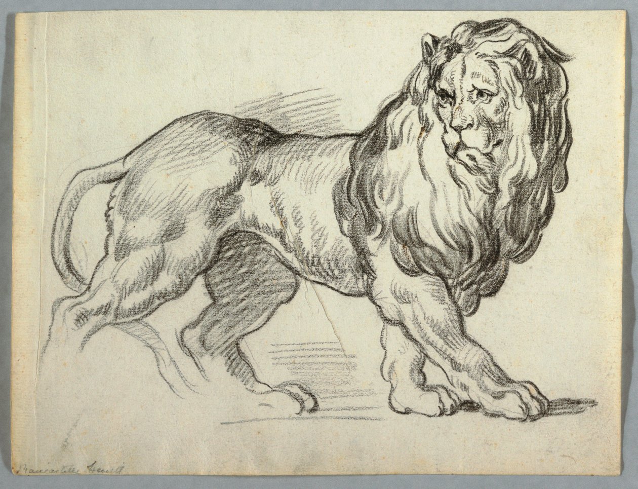 Studie af en løve af Unknown artist