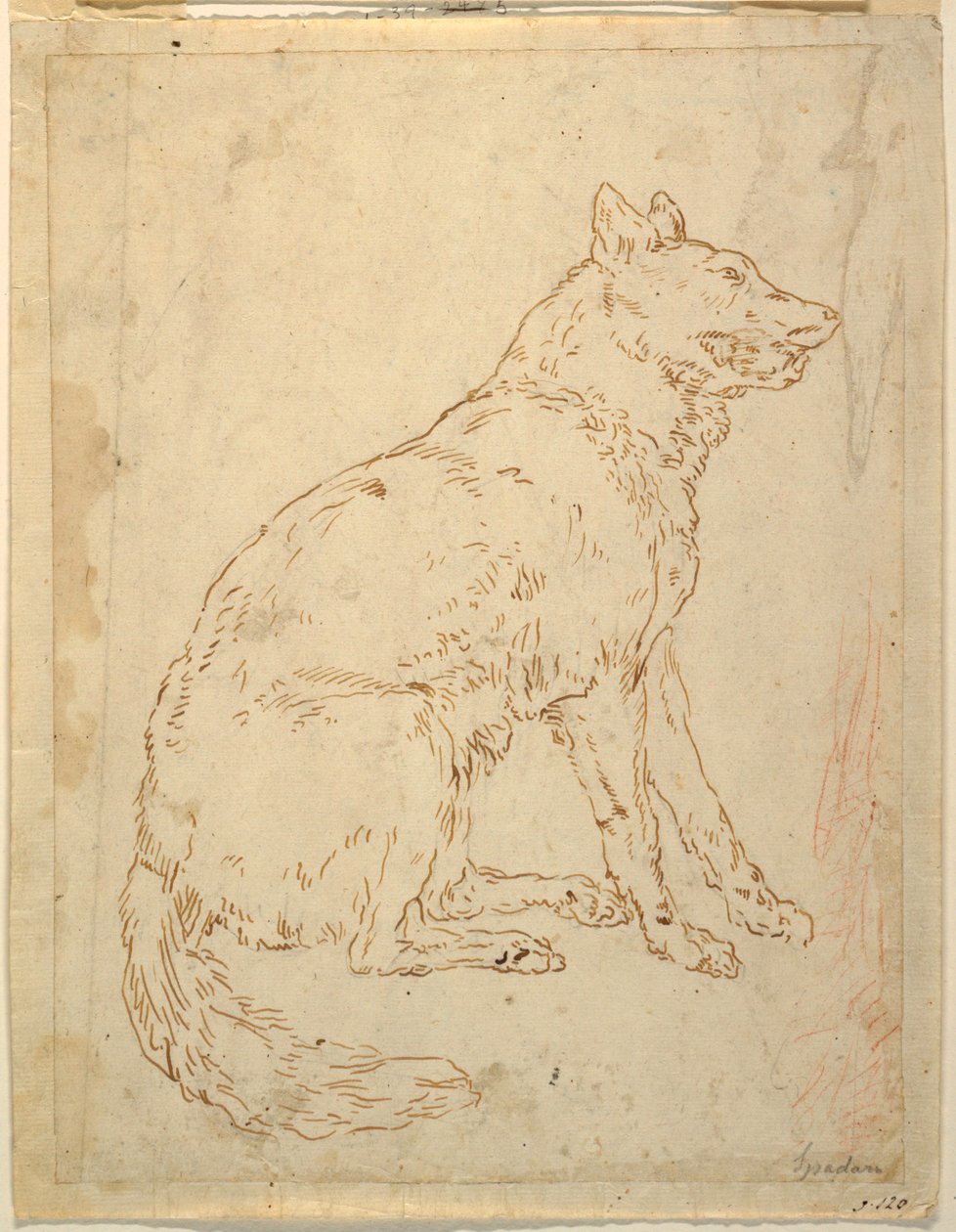 Studie af en fårehund af Unknown artist
