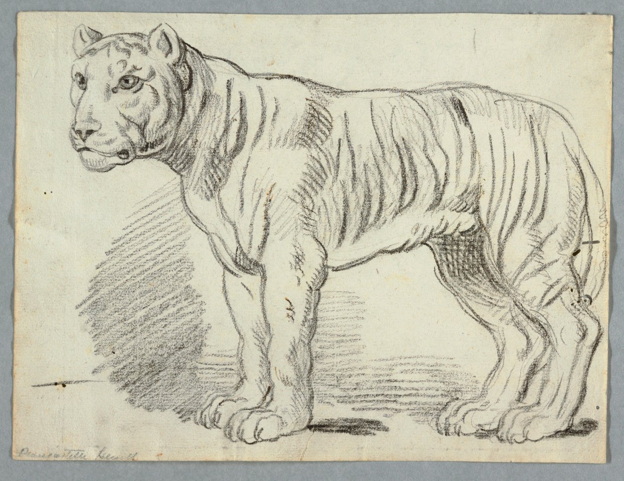 Studie af en tiger af Unknown artist