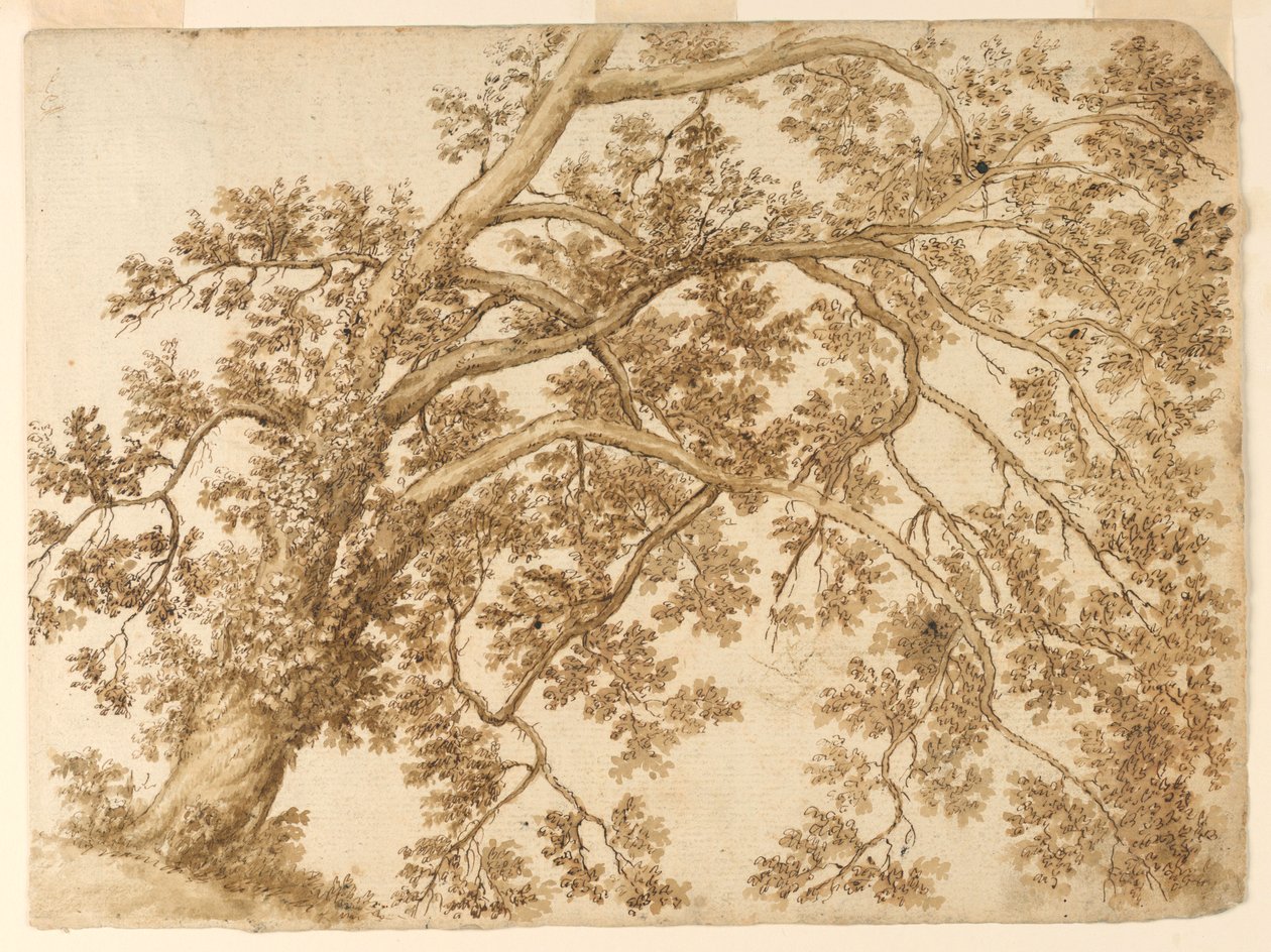 Studie af et træ af Unknown artist