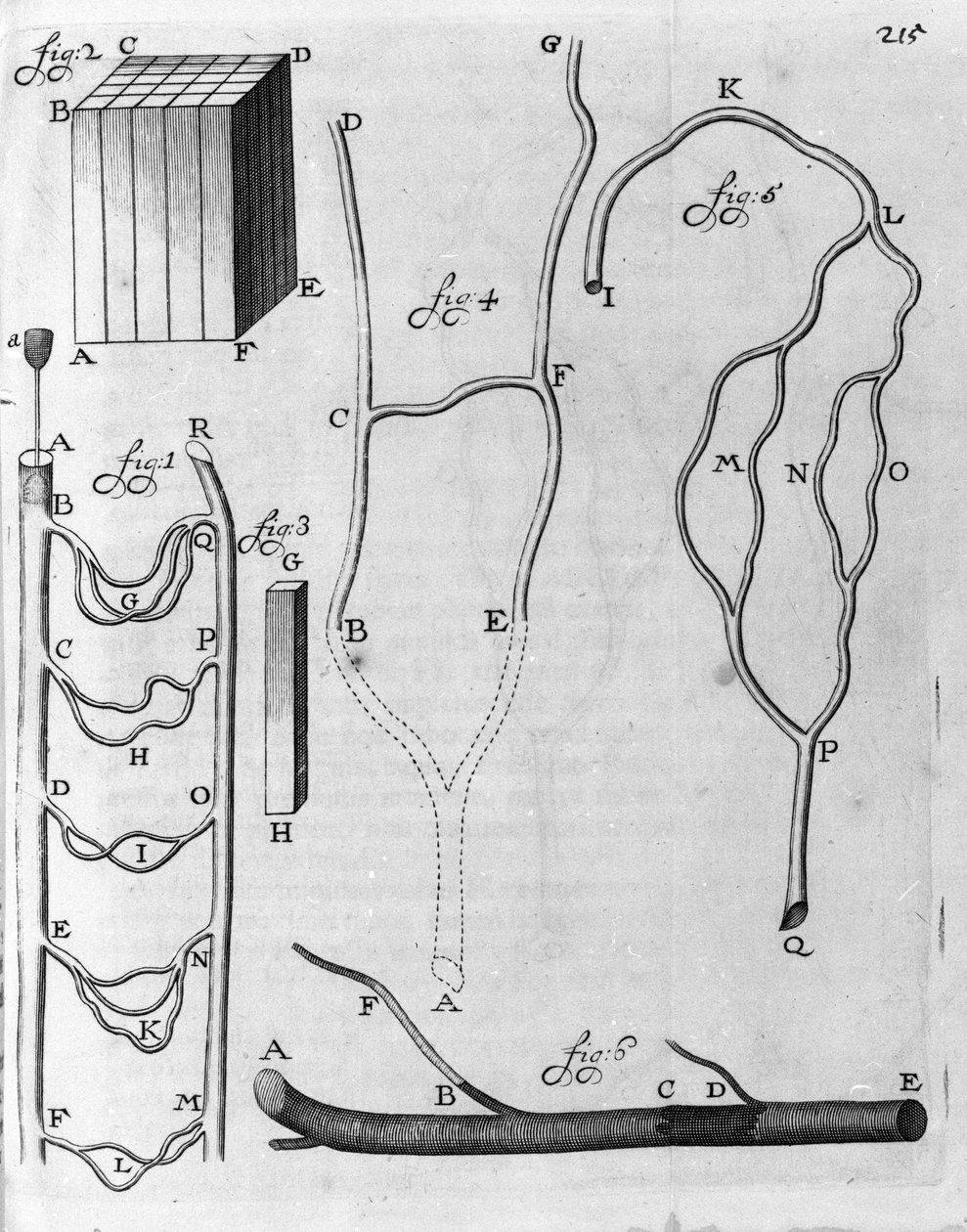 Undersøgelse af blodcirkulationen hos flyvende fisk og andre dyr Beskrivelse af den hollandske handelsmand og videnskabsmand Antoine van Leeuwenhoek (eller Leeuvenhoek Leeuwenhoeck) (eller Antoni eller Anthonie) (1632-1723) Indgravering fra "Arcana Natura  af Unknown artist