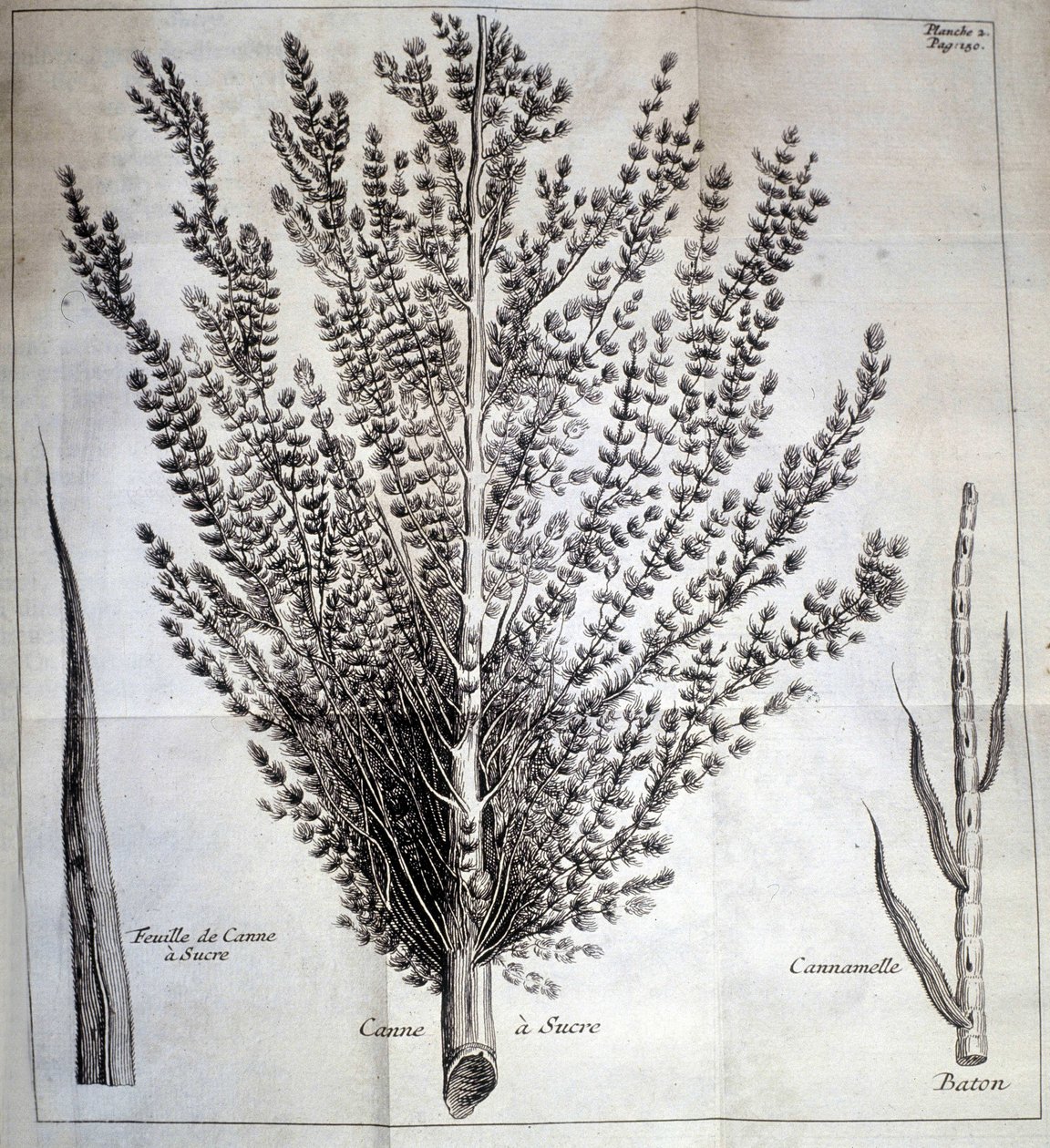 Sukkerrør med blad og pind - I "" Natural History of Cocoa and Sugar"" af Unknown artist
