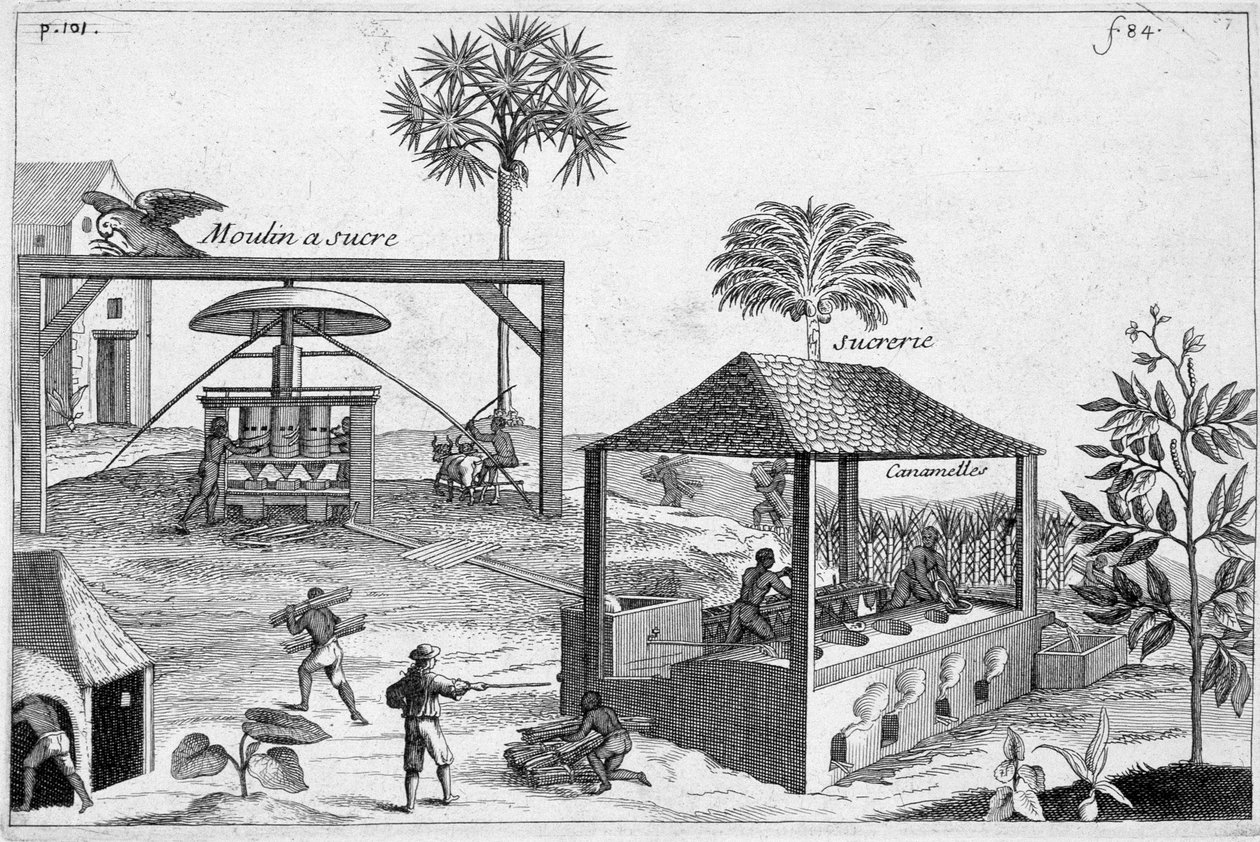 Sukkerfremstilling: Sukkermølle og sukkermølle - i "" General History of Drugs, Simple and Compounded"" af Pomet af Unknown artist