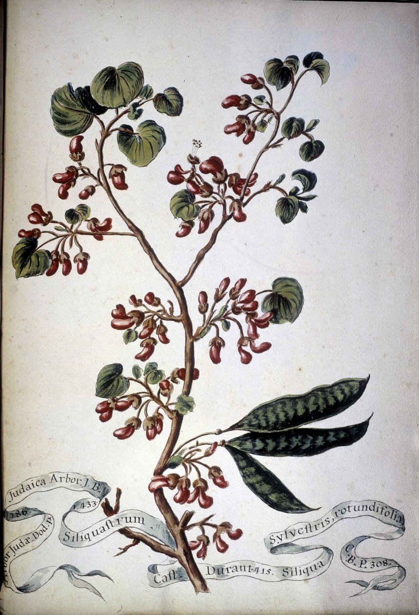 Sylvestris Rotundifolia. 1800-tallets herbarium. af Unknown artist