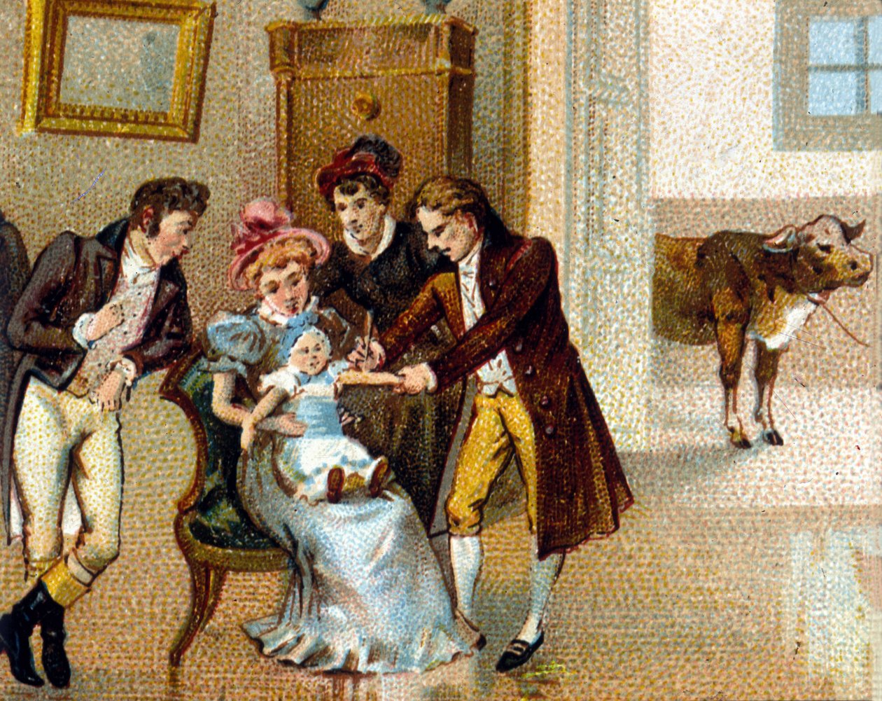 Den engelske læge Edouard Jenner (1749-1823) poder kopper på armen af en ny for at vaccinere ham. Den ko, som serumet er taget fra, er nederst. kromolitografi fra det 19. århundrede. af Unknown artist