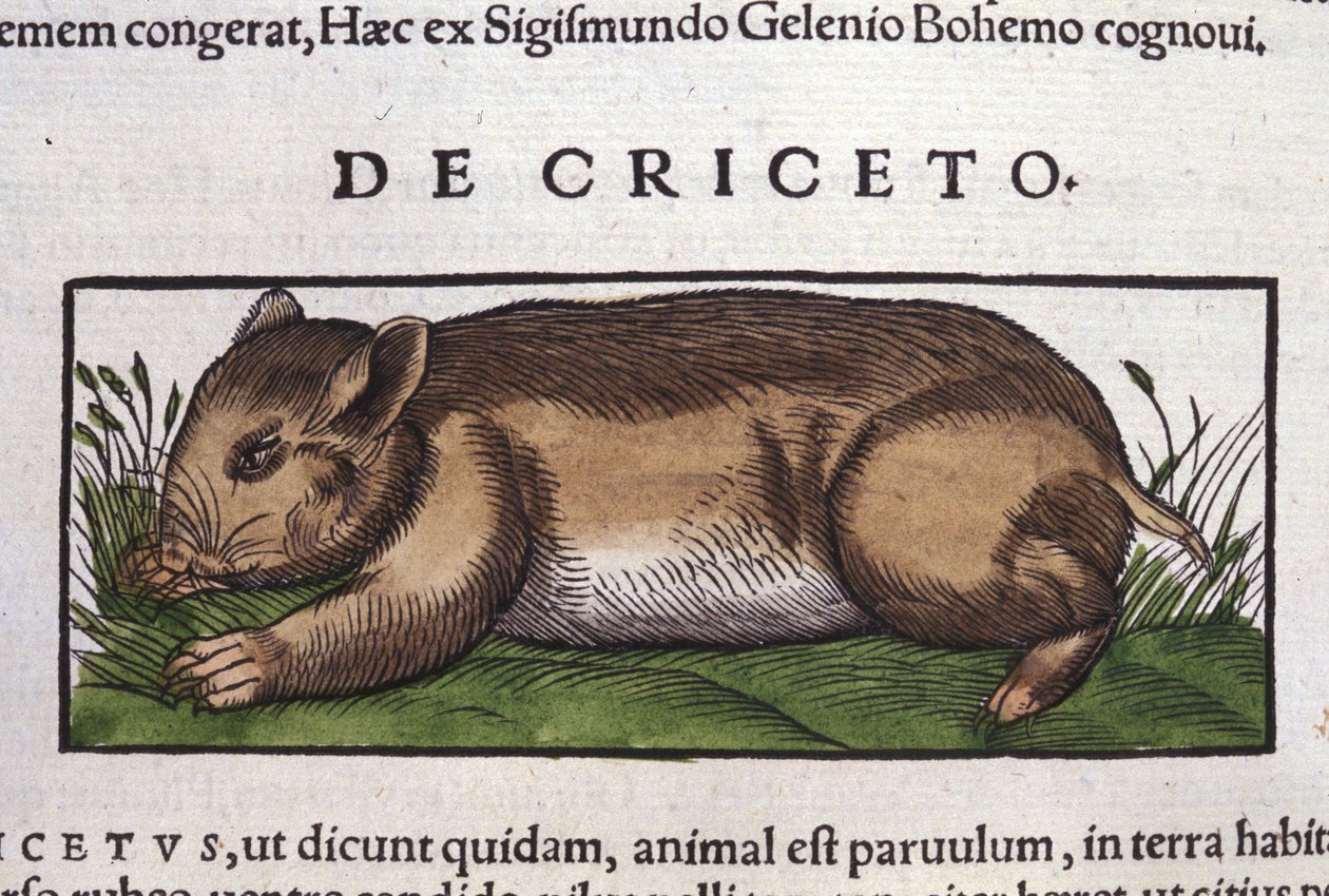 Hamsteren i dyrenes historie af Conrad Gesner (1516 - 1565), Tiguri af Unknown artist