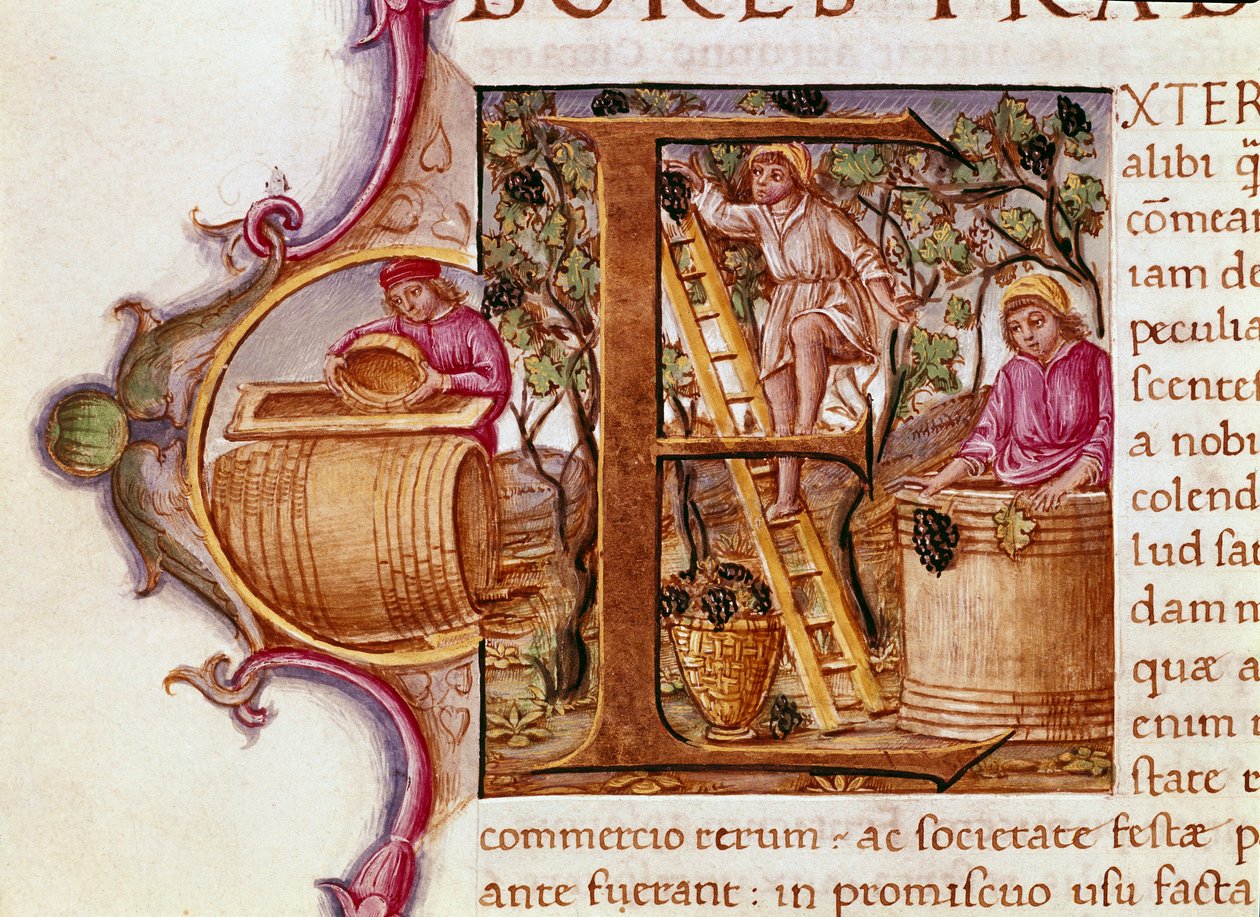 Harvest Lettrine af manuskriptet "" Natural History"" af den romerske forfatter og naturforsker Plinius den Ældre (23-79 e.Kr.) Venedig Biblioteca Marciana fra det 15. århundrede af Unknown artist