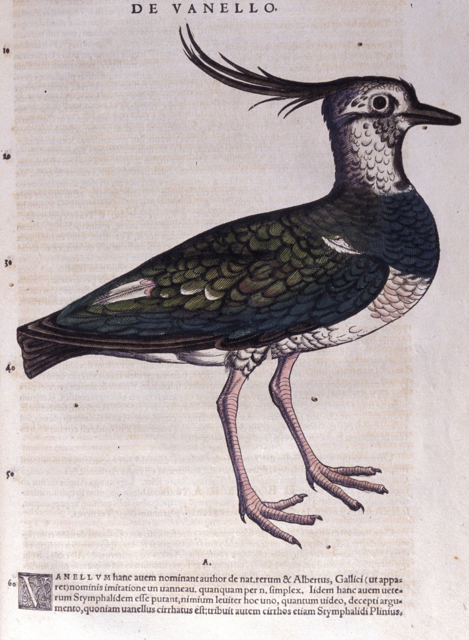 Vibe i Historia Animalium af Conrad Gesner (1516 - 1565), Tiguri af Unknown artist