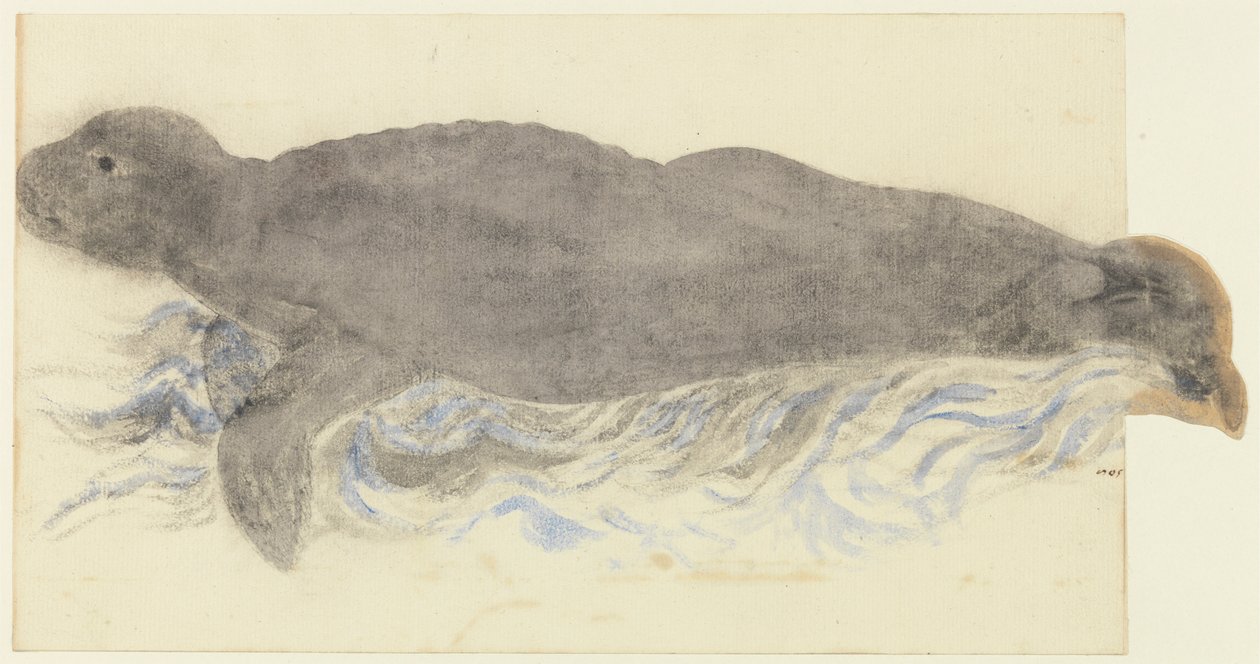 Munkesælen-Monachus monachus af Unknown artist