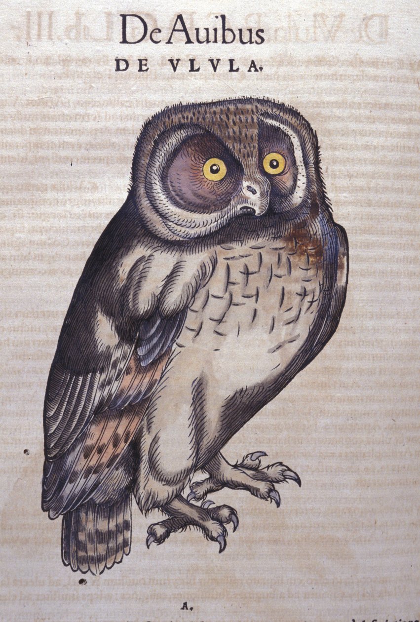 Uglen i dyrenes historie af Conrad Gesner (1516 - 1565), Tiguri af Unknown artist
