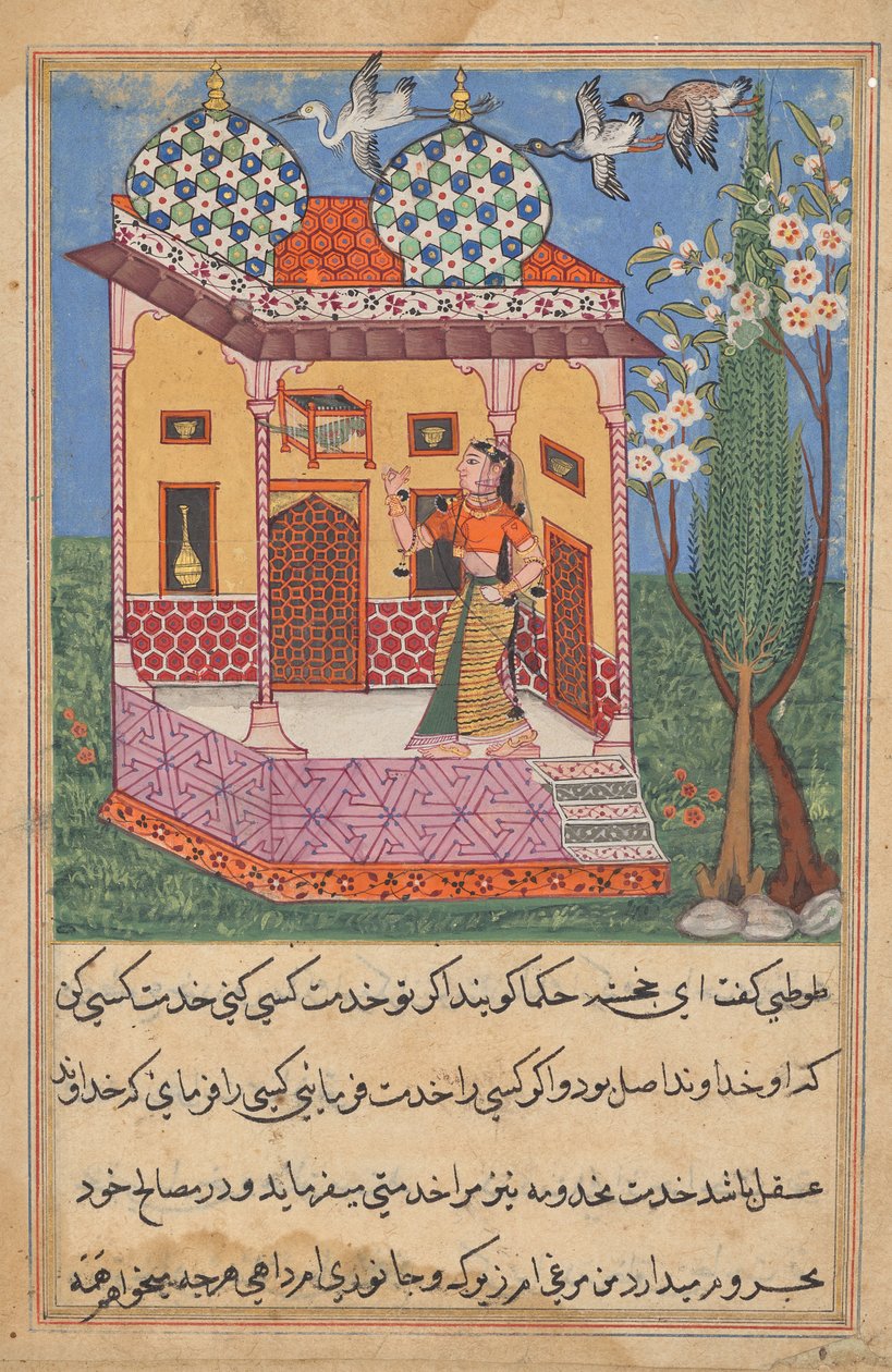 Papegøjen henvender sig til Khujasta i begyndelsen af den seksogtyvende nat, fra en Tuti-nama (Fortællinger om en papegøje) af Unknown artist