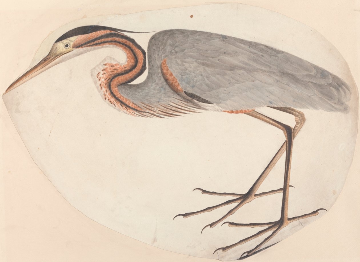 Den lilla hejre af Unknown artist