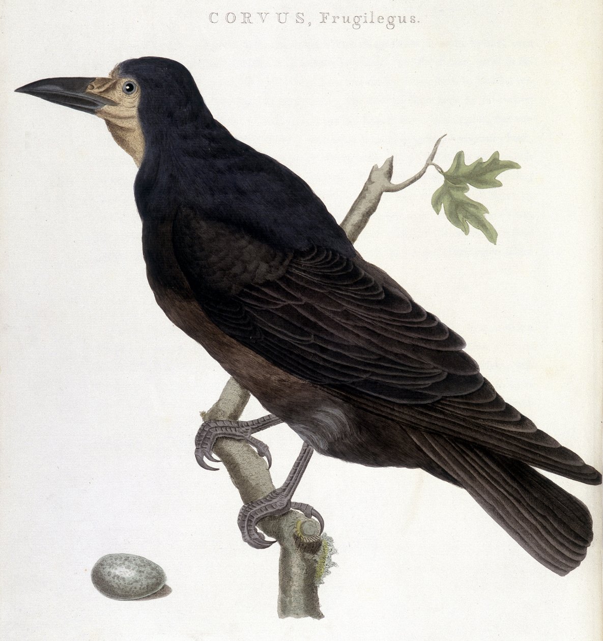 The Raven Frugilegus - naturhistorisk tavle af Unknown artist