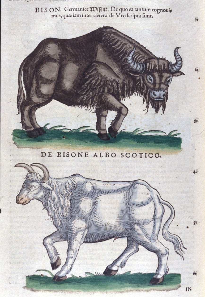 Bisonen og den hvide bison fra Historiae animalium af Konrad Gesner, Tiguri af Unknown artist