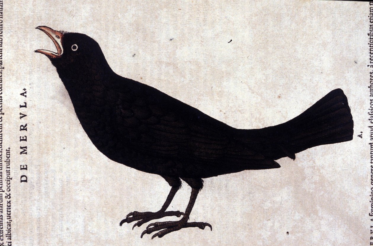 Solsorten efter Historiae animalium af Konrad Gesner, Tiguri af Unknown artist