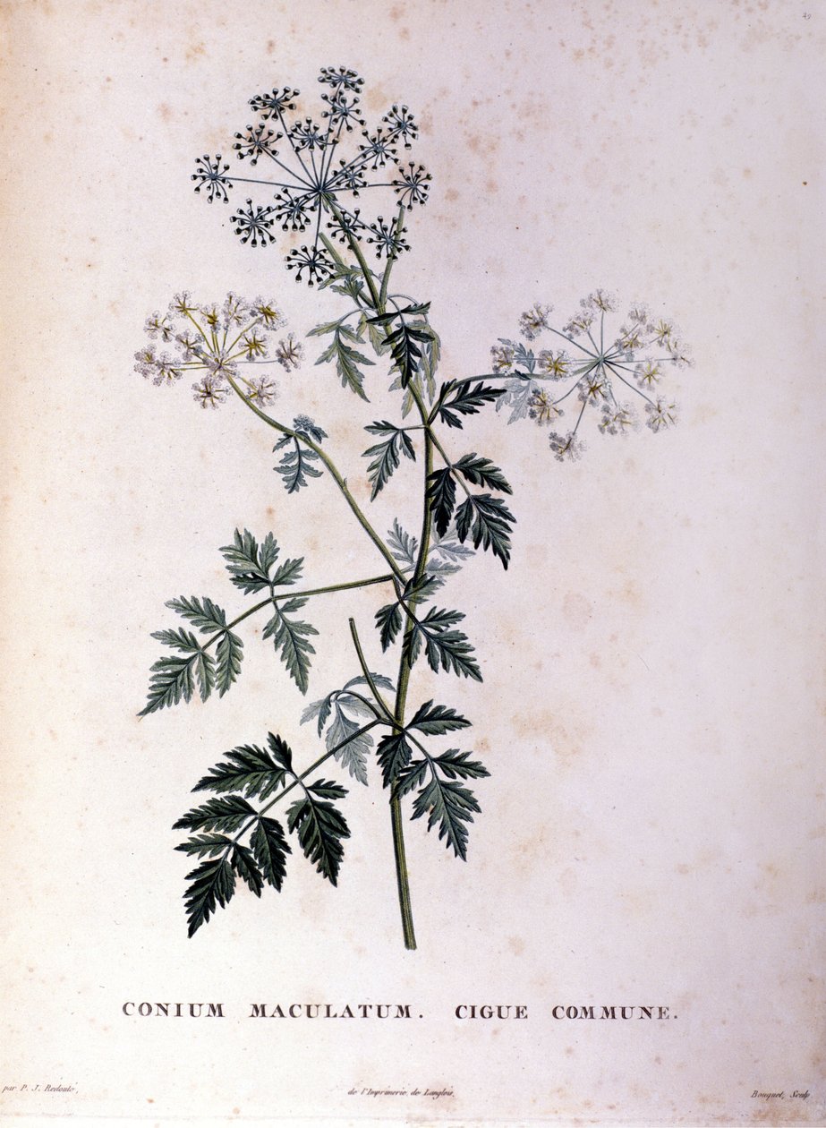 Den almindelige hemlock. 1700-tals stik. af Unknown artist