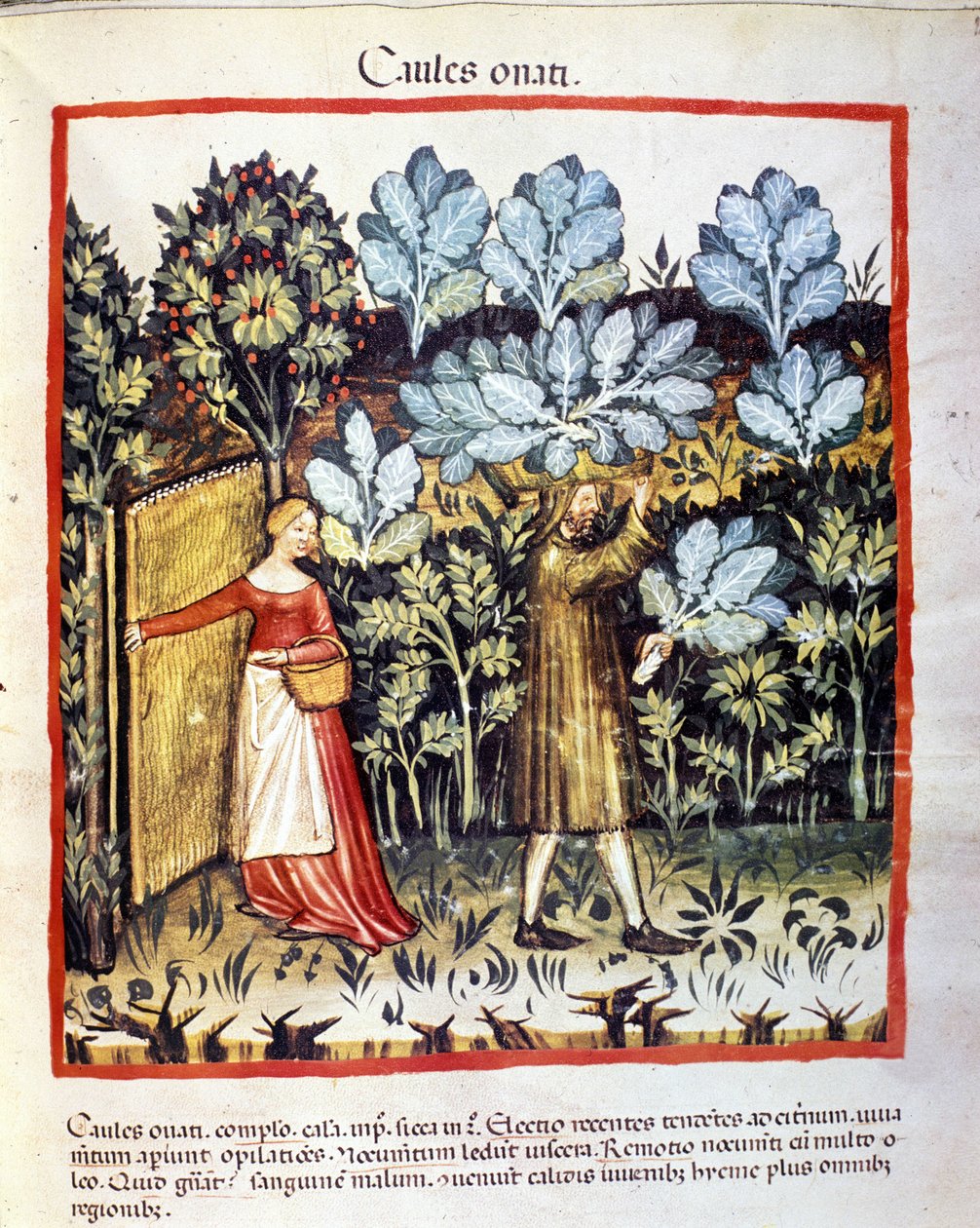 Afgrøden af kålblomst i en køkkenhave. Belysning fra malkning af medicin og diætetik "" Tacuinum sanitatis"" af Unknown artist
