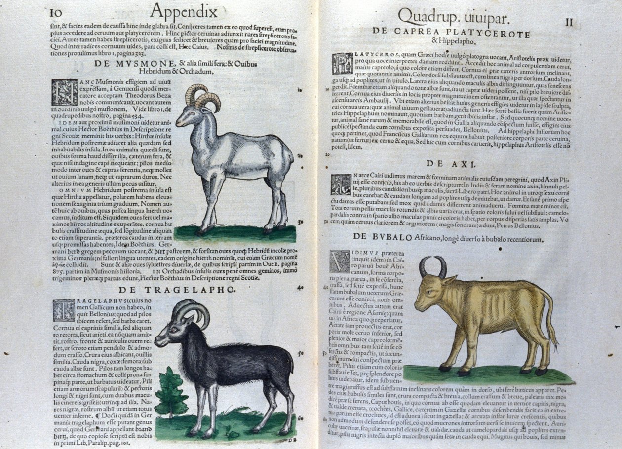 De firbenedes dobbeltside i Historia Animalium af Conrad Gesner (1516 - 1565), Tiguri af Unknown artist