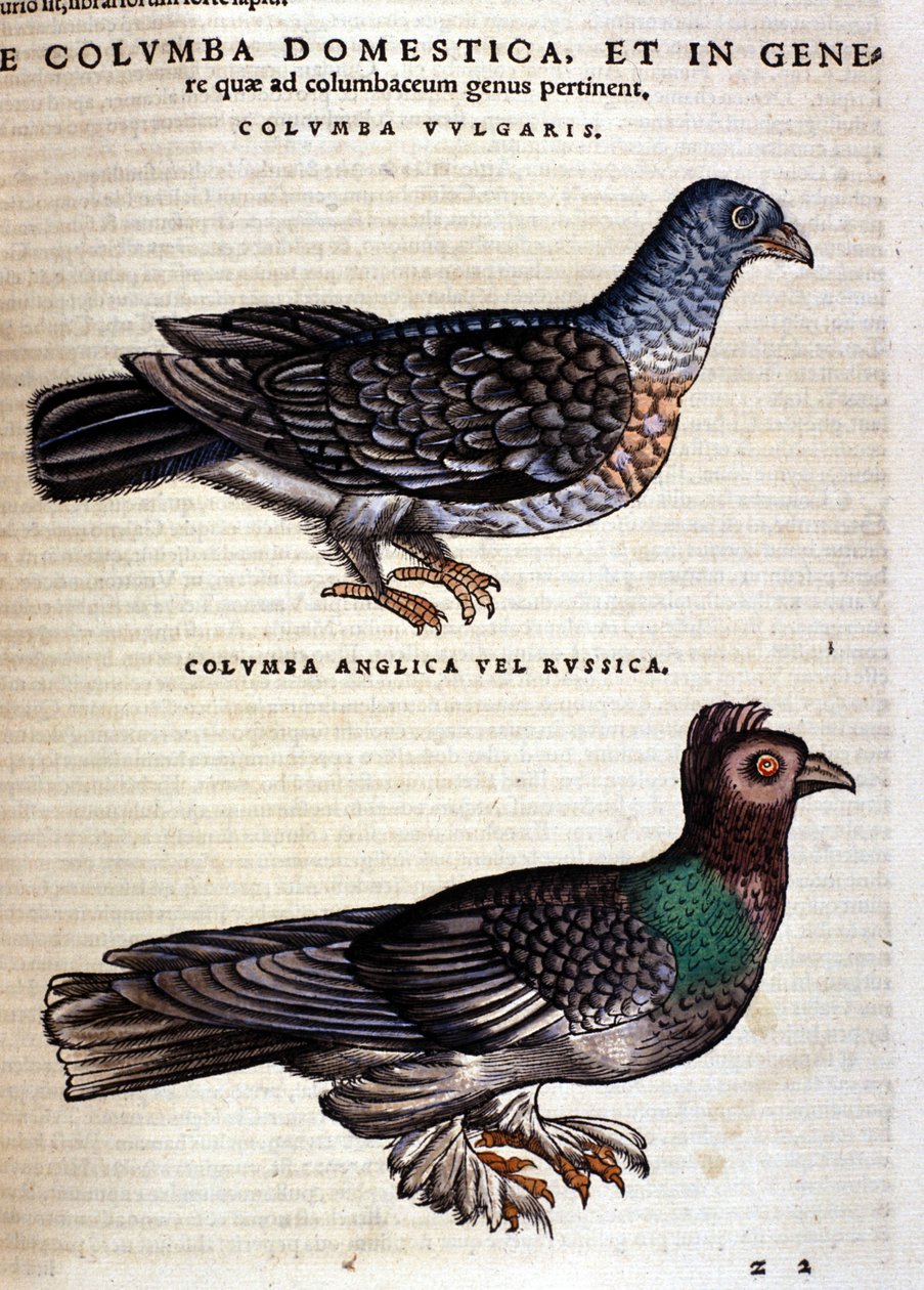 Duen efter Historia Animalium af Conrad Gesner, Tiguri 1560. Biblioteca nazionale Braidense. Milano af Unknown artist