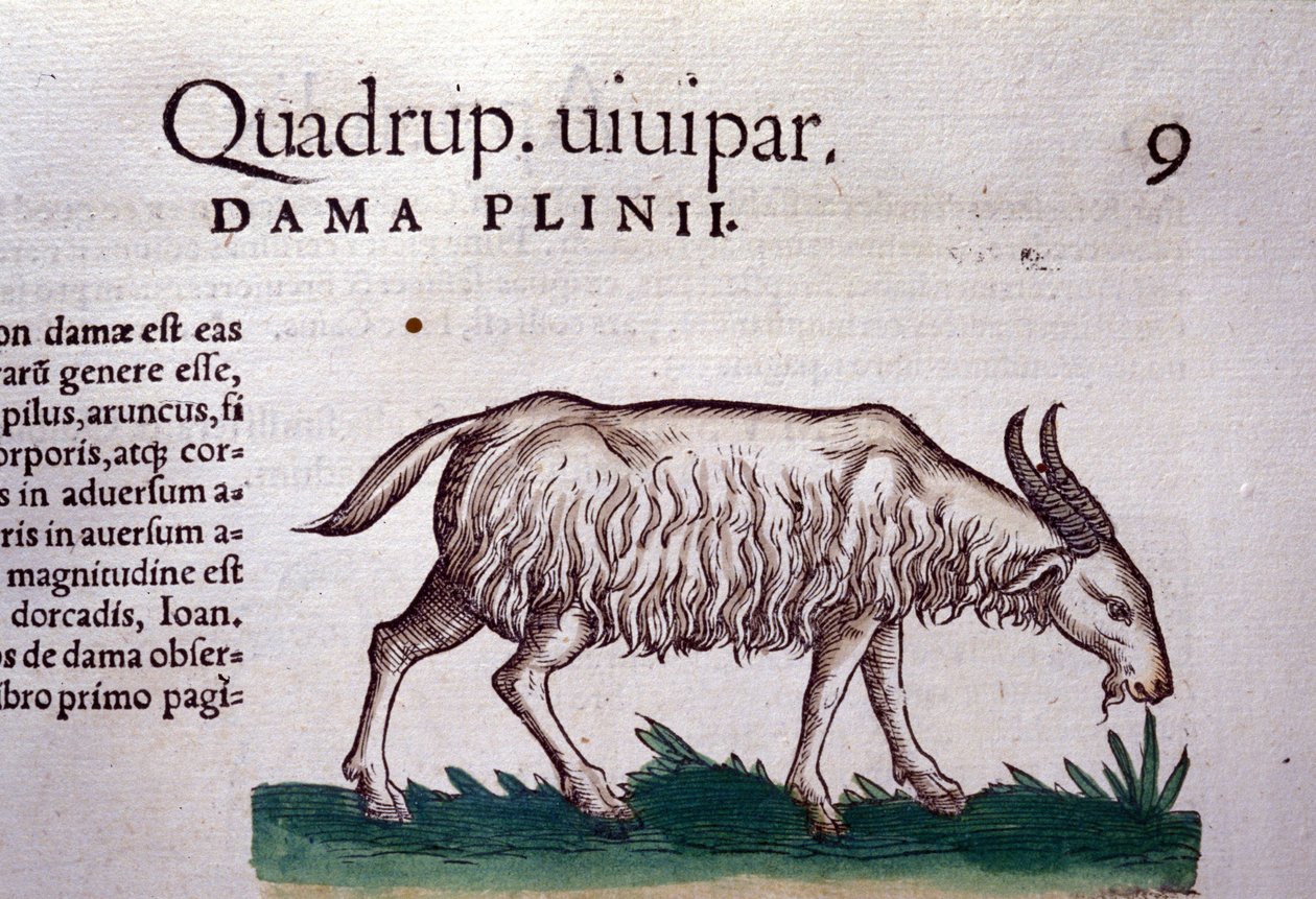 Geden efter Historiae animalium af Konrad Gesner, Tiguri af Unknown artist