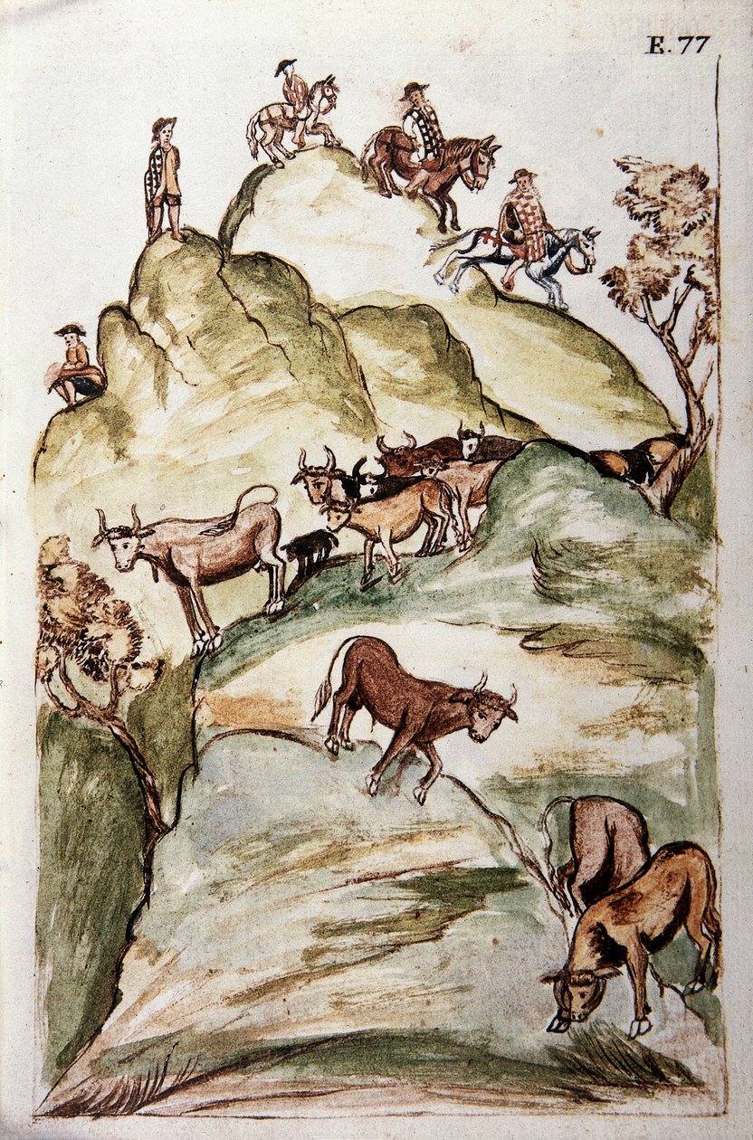 Vogterne af køer, der omkranser en gruppe køer i bjergene for at fange dem, fra bogen "Trujillo del Peru" eller "Codex Martinez Companion", af Baltazar Martinez Companion og Bujanda, biskop af Trujillo (1782-1785) af Unknown artist