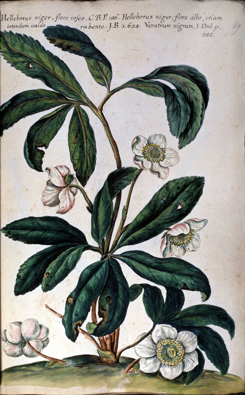 Hellebore eller sorte hellebore, også kaldet julerose. 1700-tallet af Unknown artist